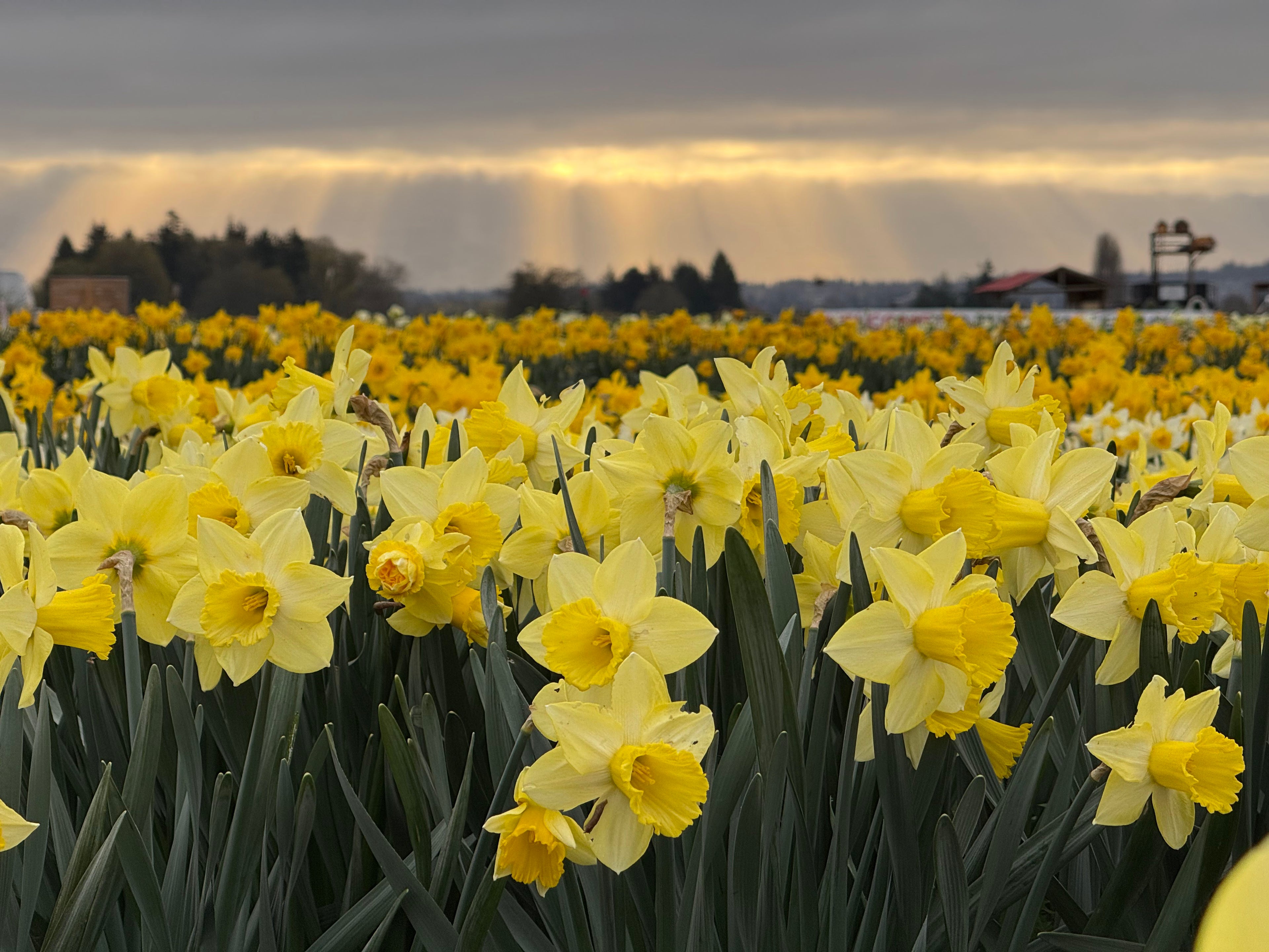 Tulip Valley Farms Daffodil Festival Fields