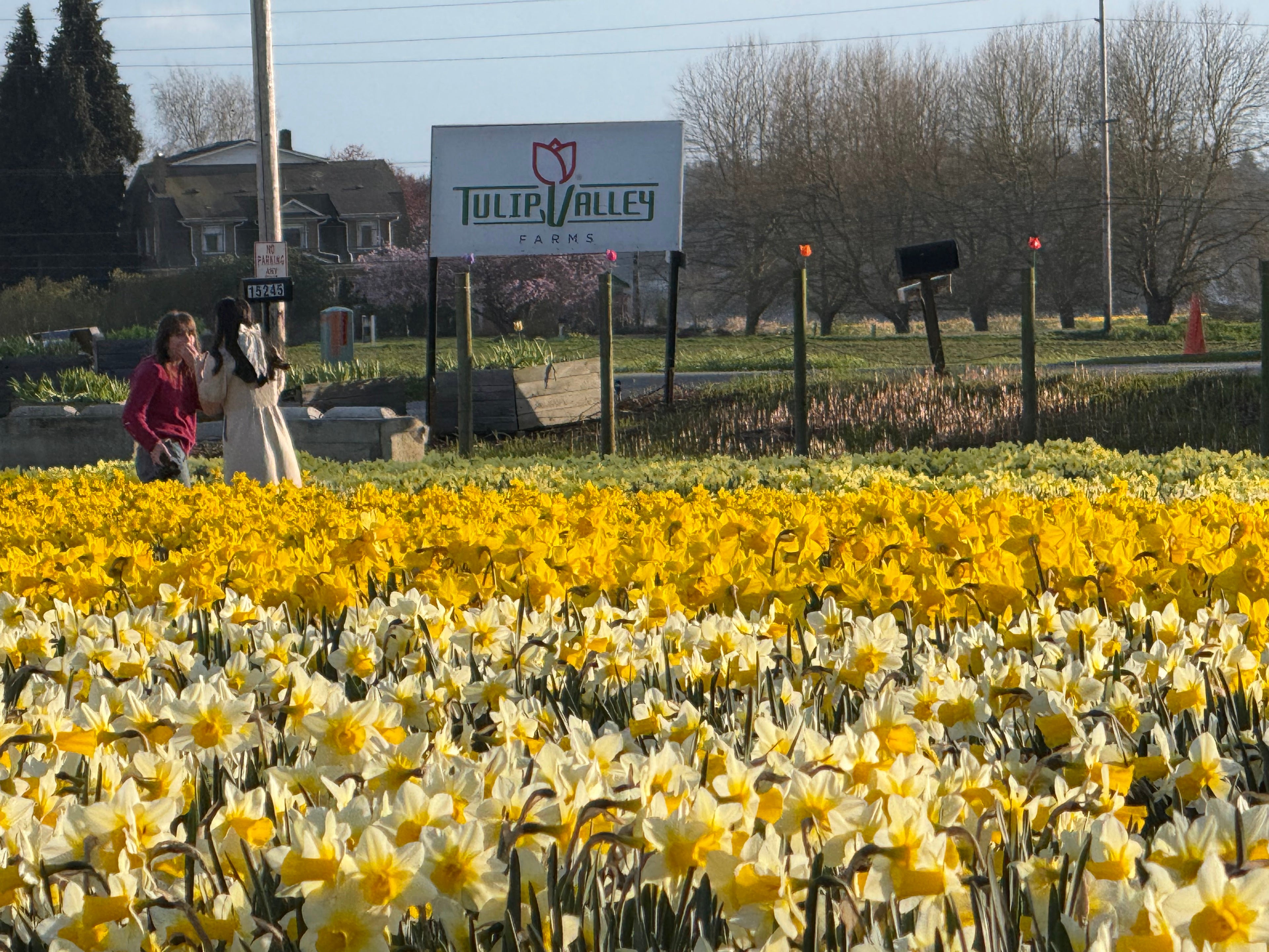 Two people standing in a field of yellow and white daffodils at Tulip Valley Farms