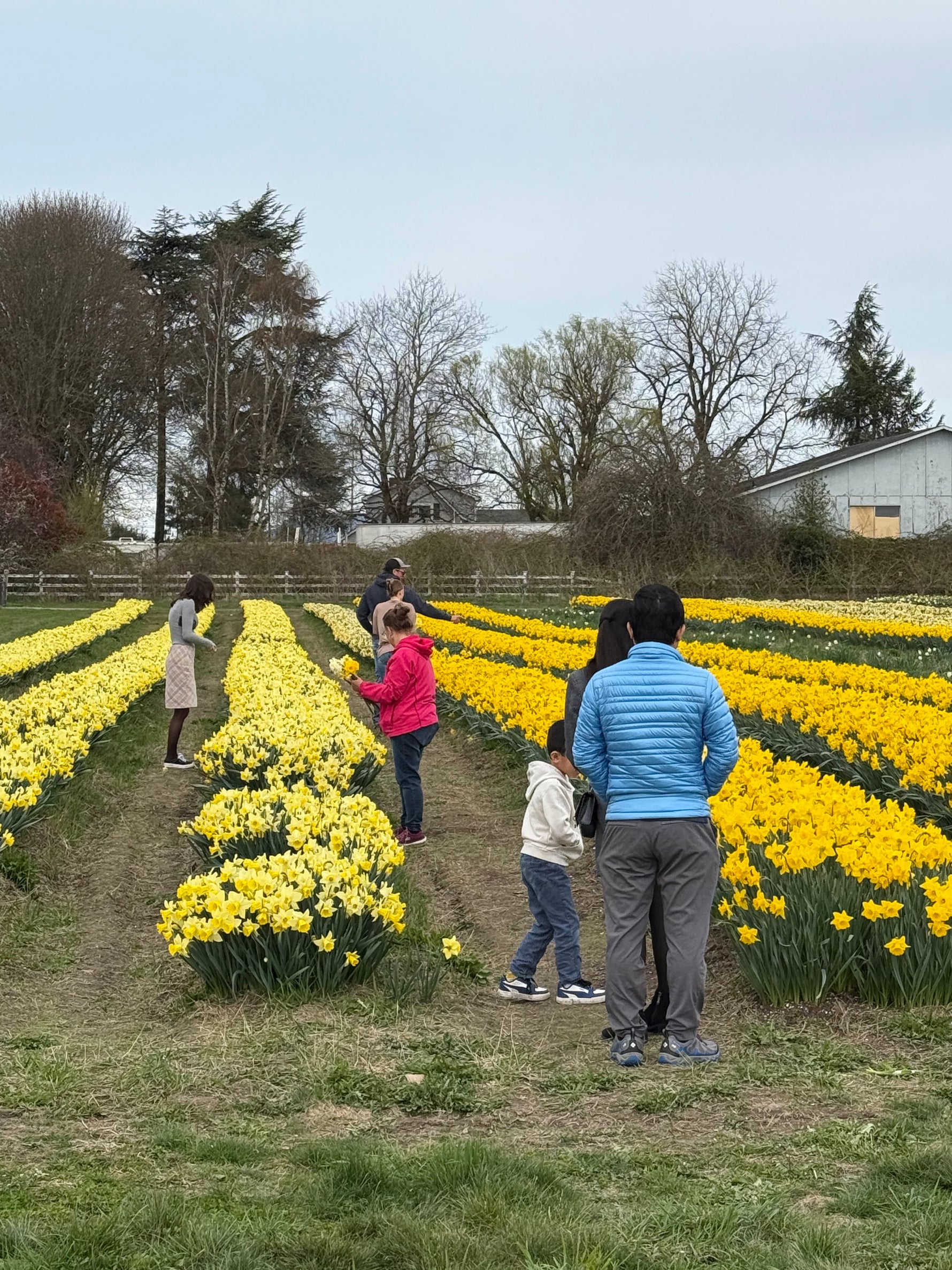 People walking and picking daffodils at Tulip Valley Farms during Daffodil Festival