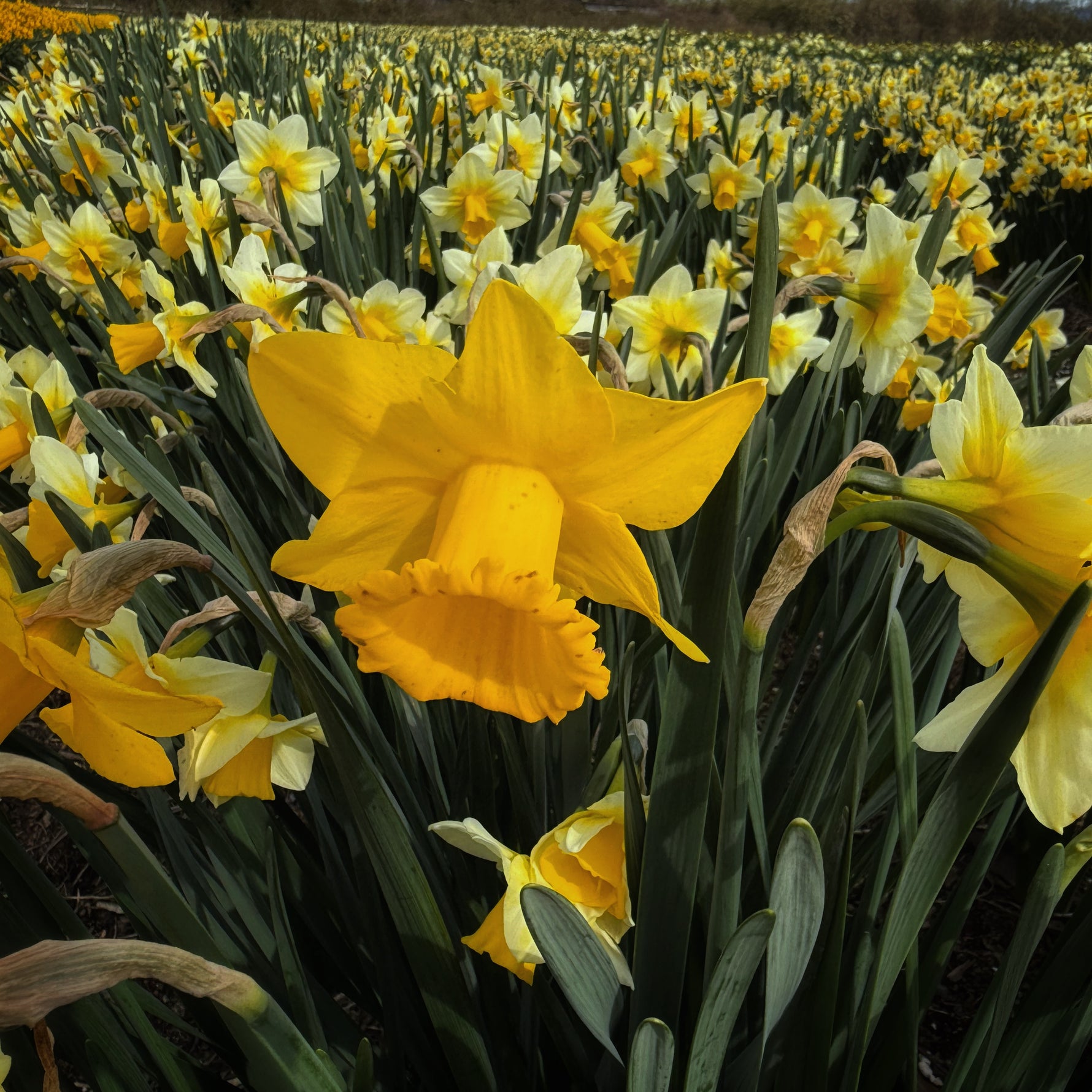 Close up of daffodil fields during the Daffodil Festival at Tulip Valley Farms