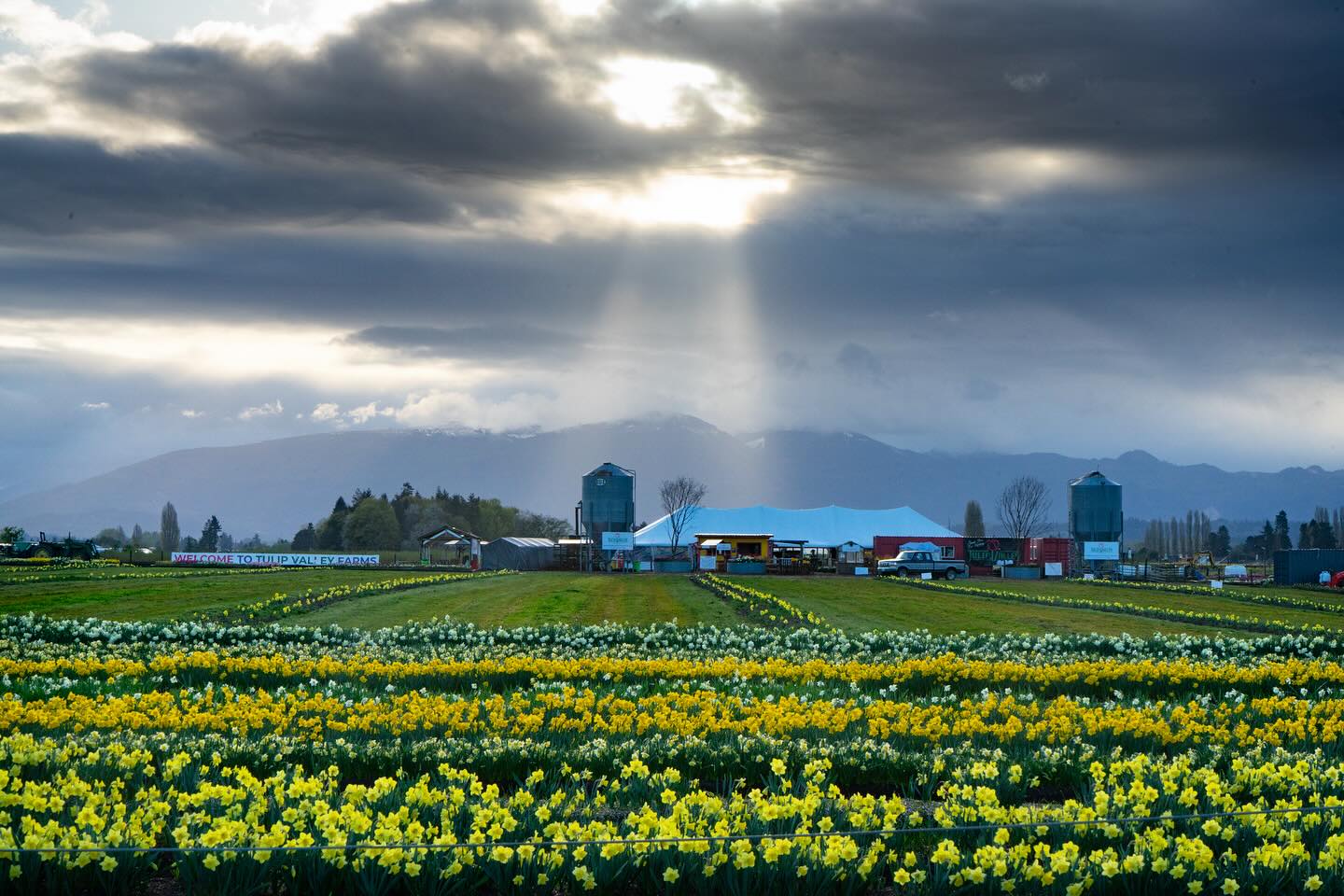Daffodil fields with Tulip Valley Farms buildings in the background