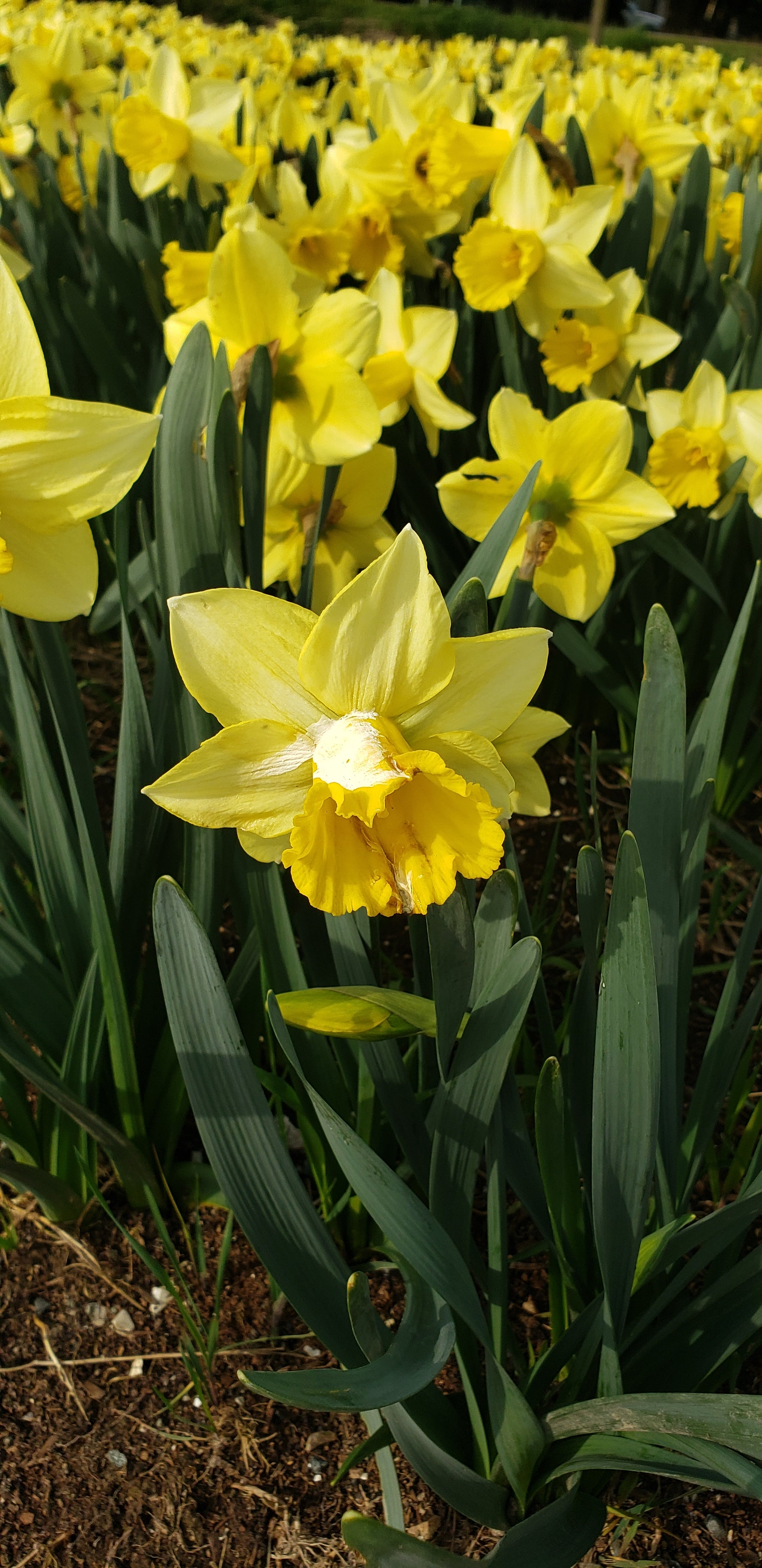 Daffodils at Tulip Valley Farms