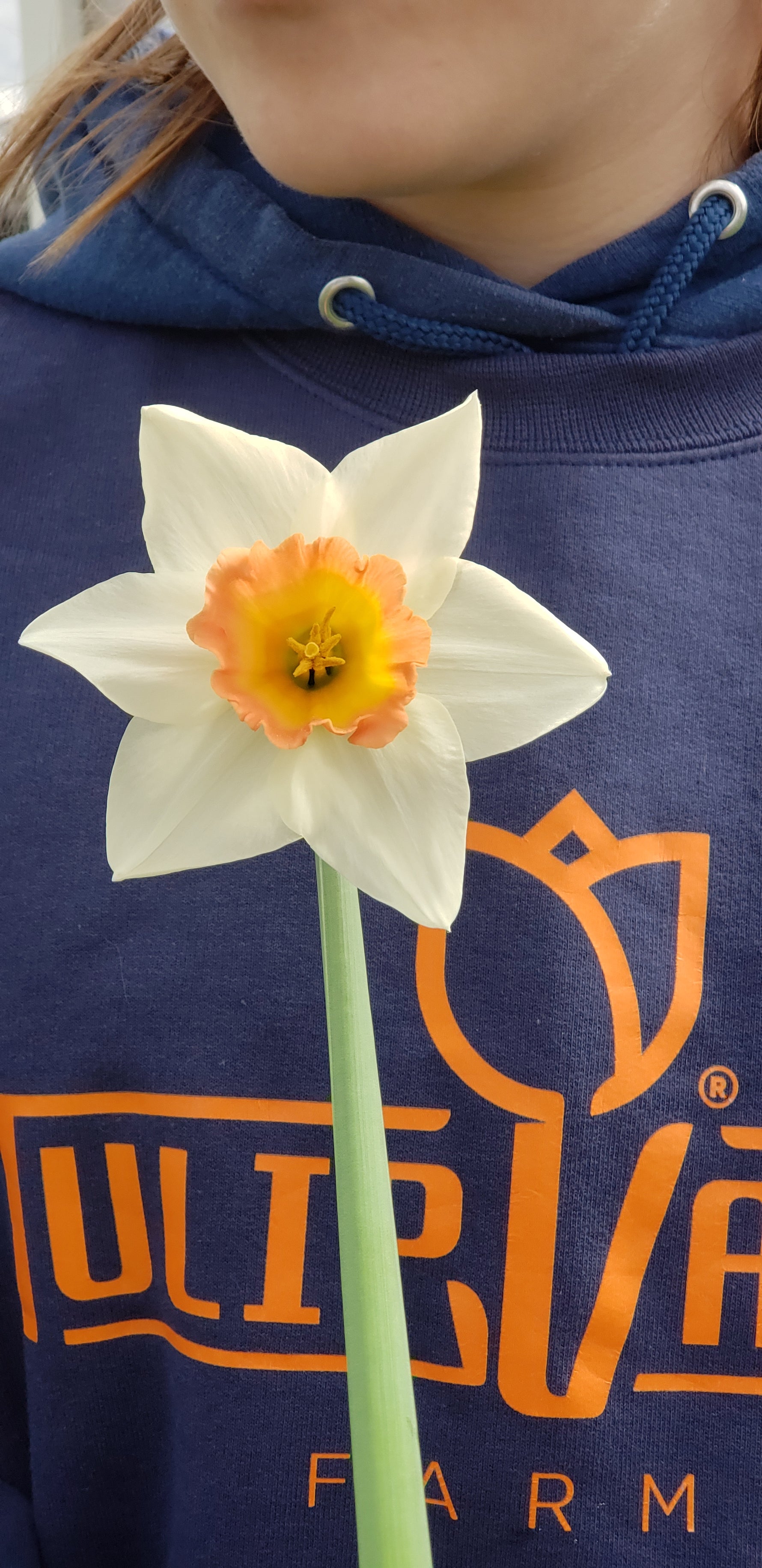 Close up daffodil at Tulip Valley Farms