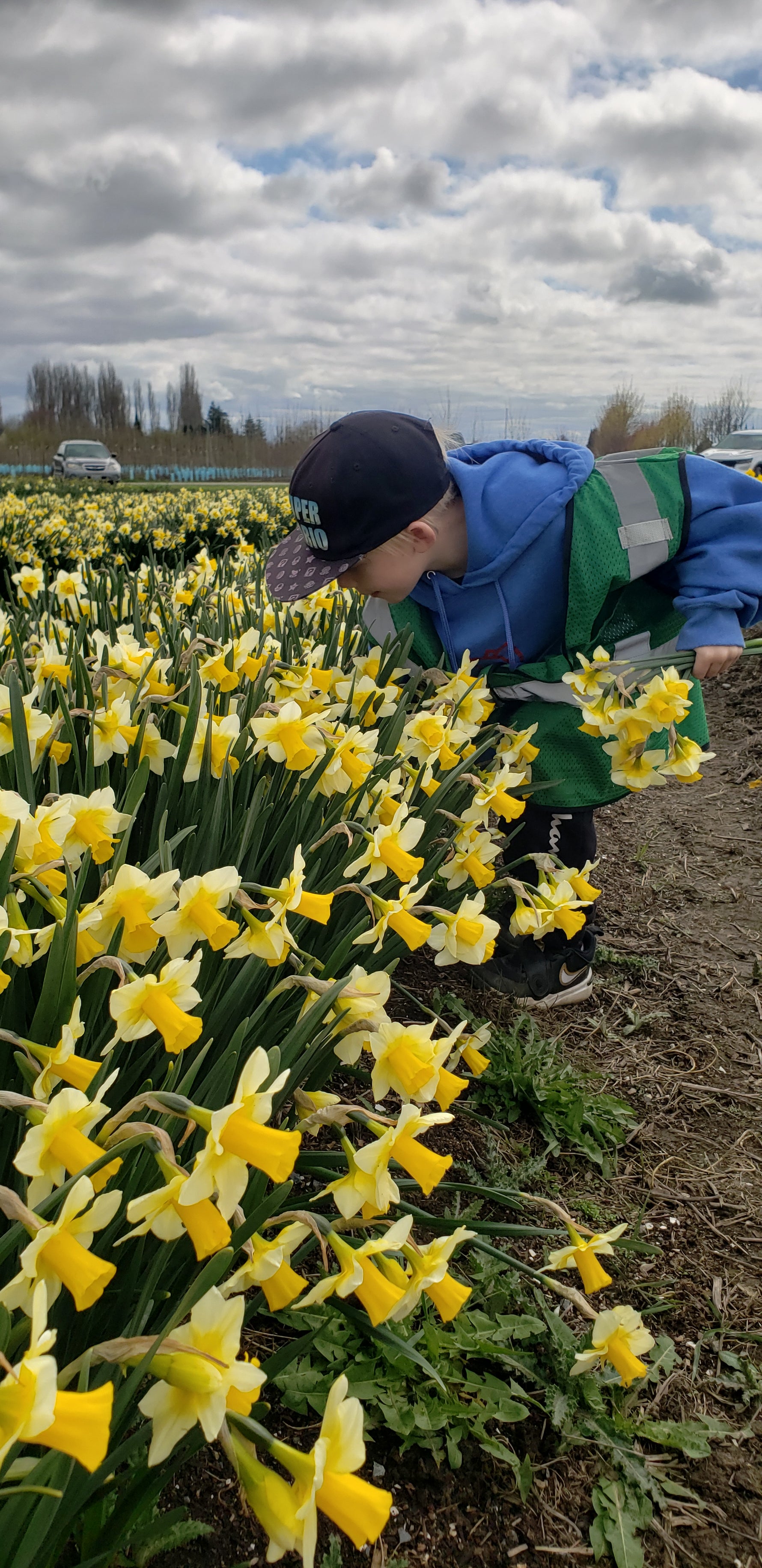 Child picking a daffodil bouquet at Tulip Valley Farms