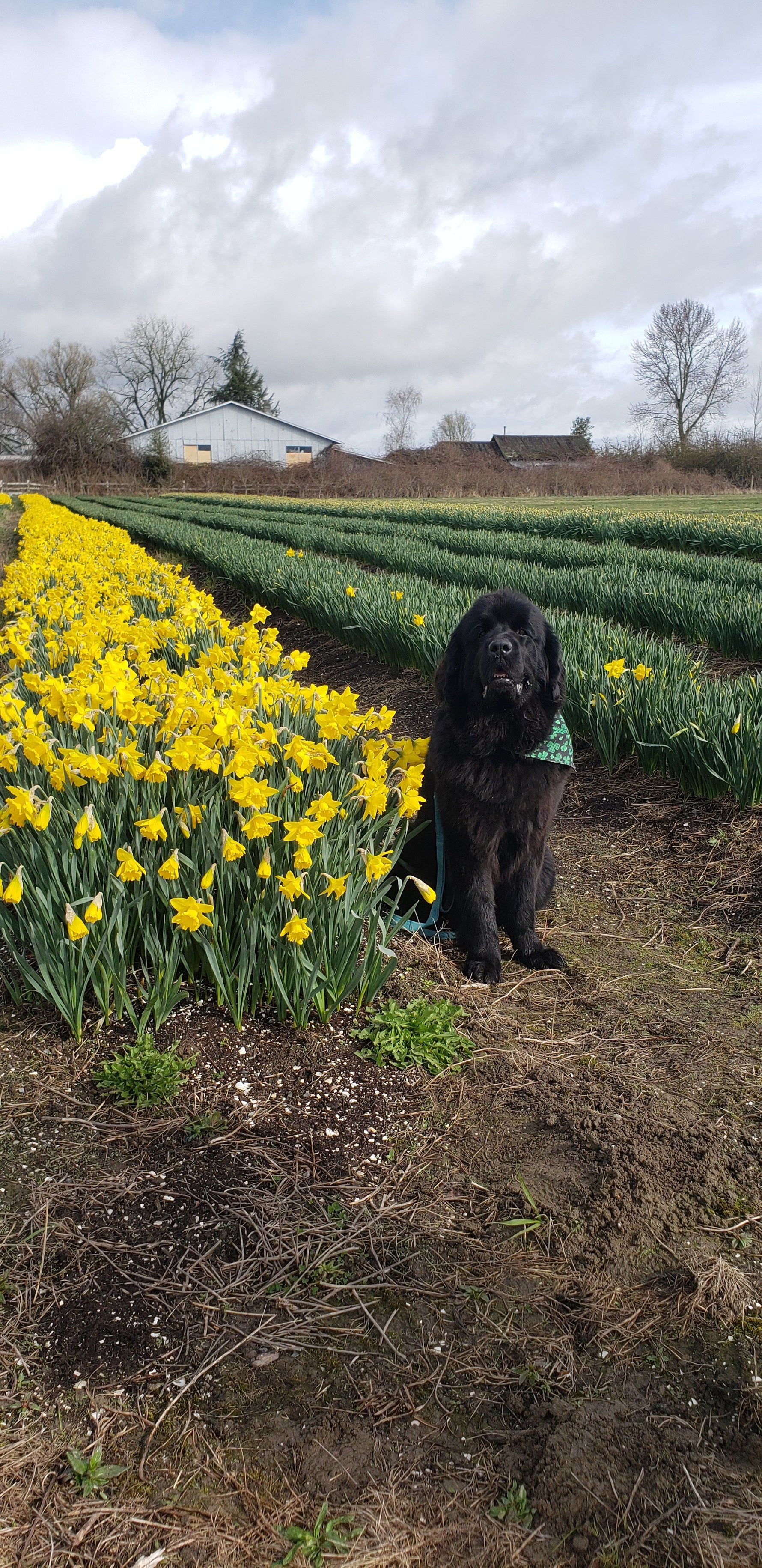 Dog at Tulip Valley Farms in the Daffodil Fields
