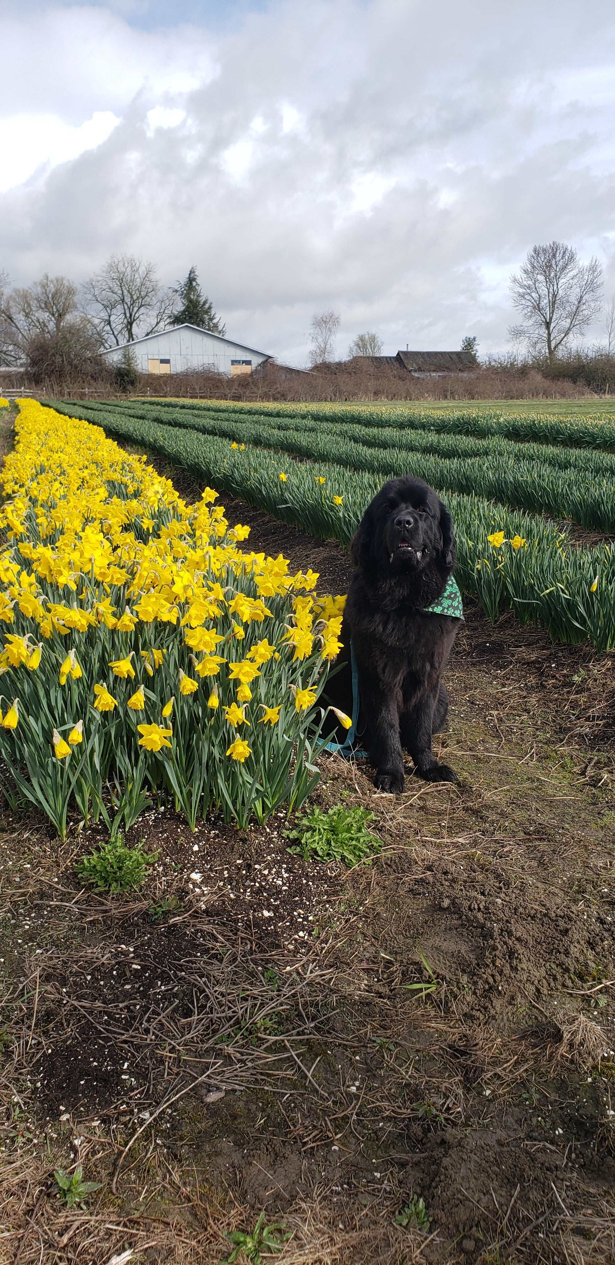 Dog at Tulip Valley Farms in the Daffodil Fields