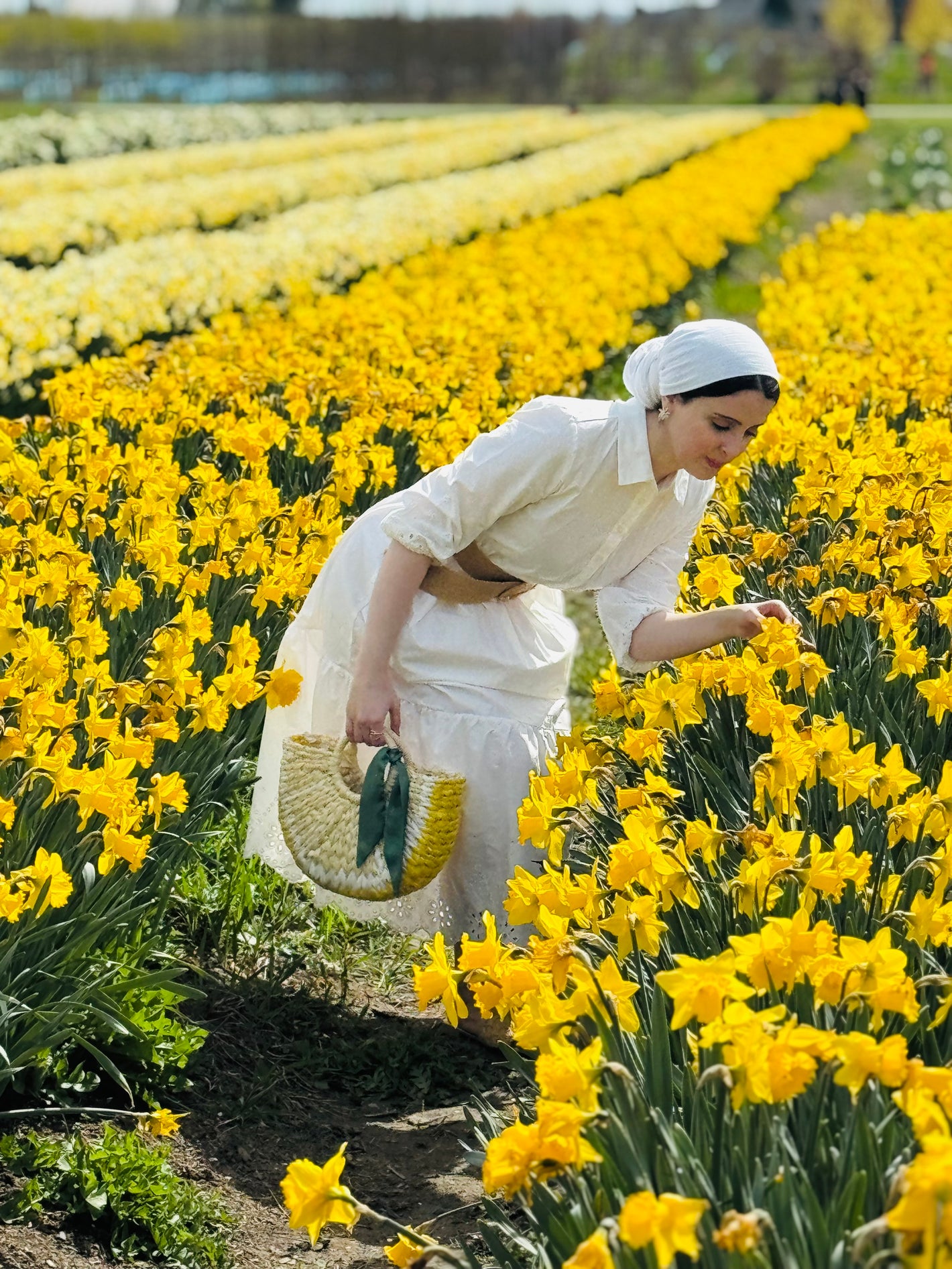Tulip Valley Farms visitor enjoying U-Pick Daffodils