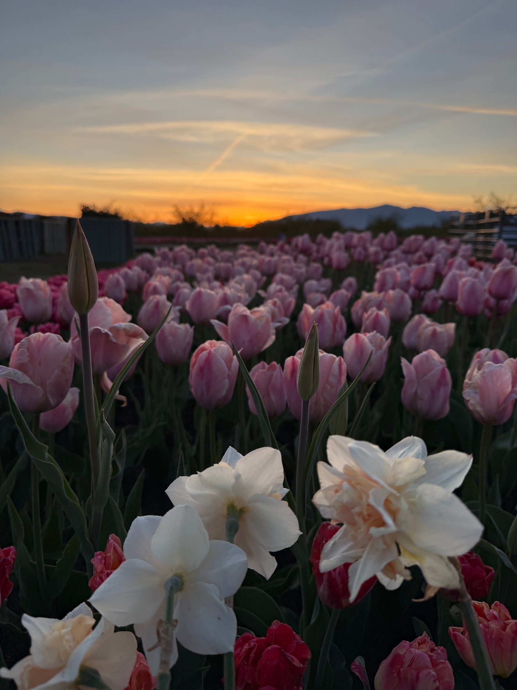 Bouquet of flowers at Tulip Valley Farms