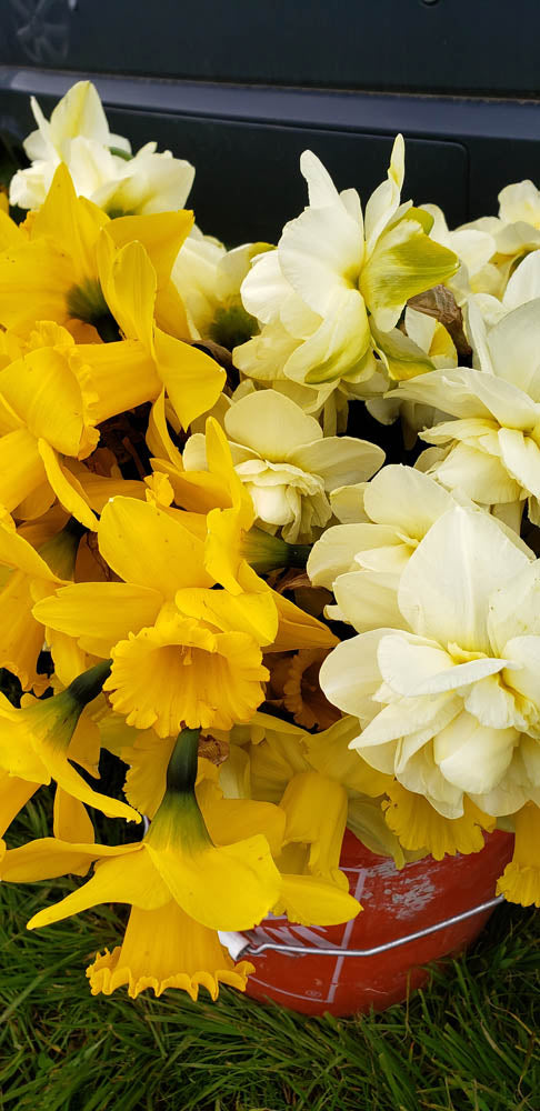 Bucket of Daffodils from Tulip Valley Farms