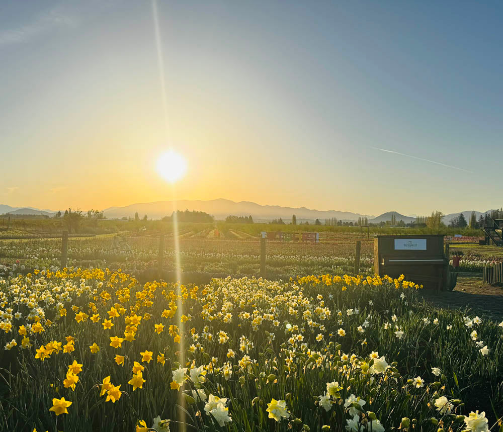 Sunset over the Tulip Valley Farms Daffodil Festival