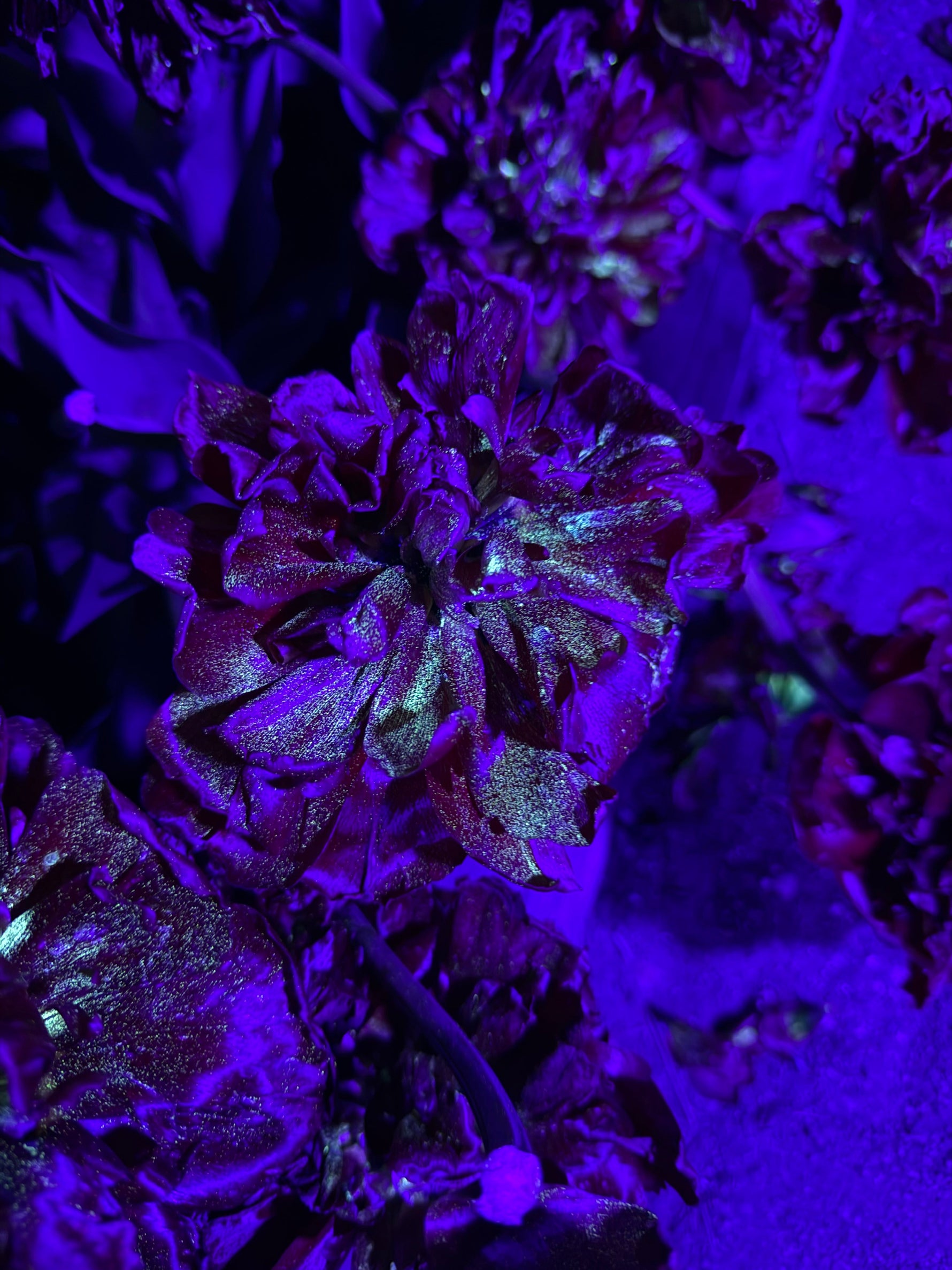 Close up of glowing tulips during the Night Bloom at Tulip Valley Farms