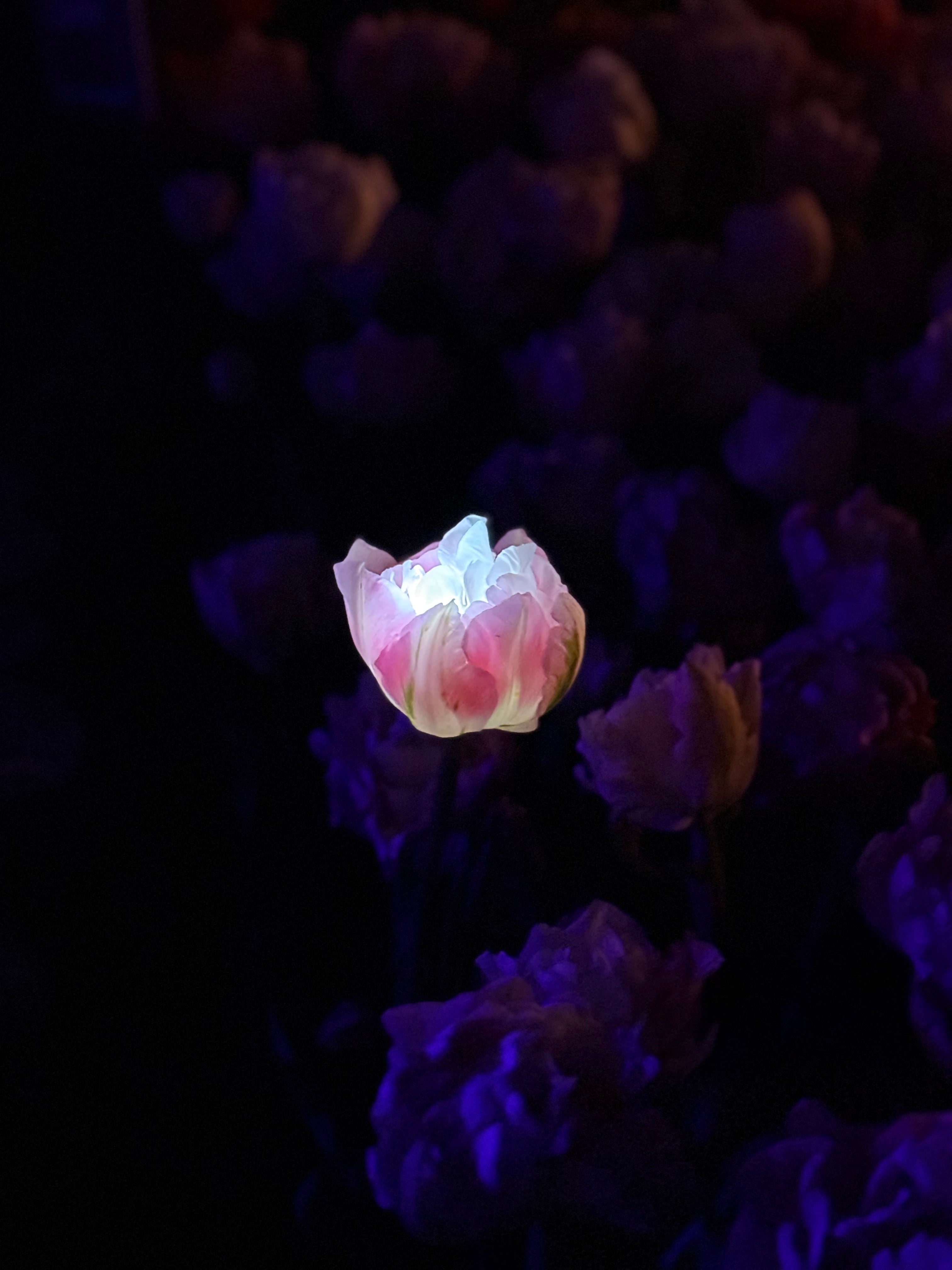 Close up of glowing tulip during the Night Bloom at Tulip Valley Farms