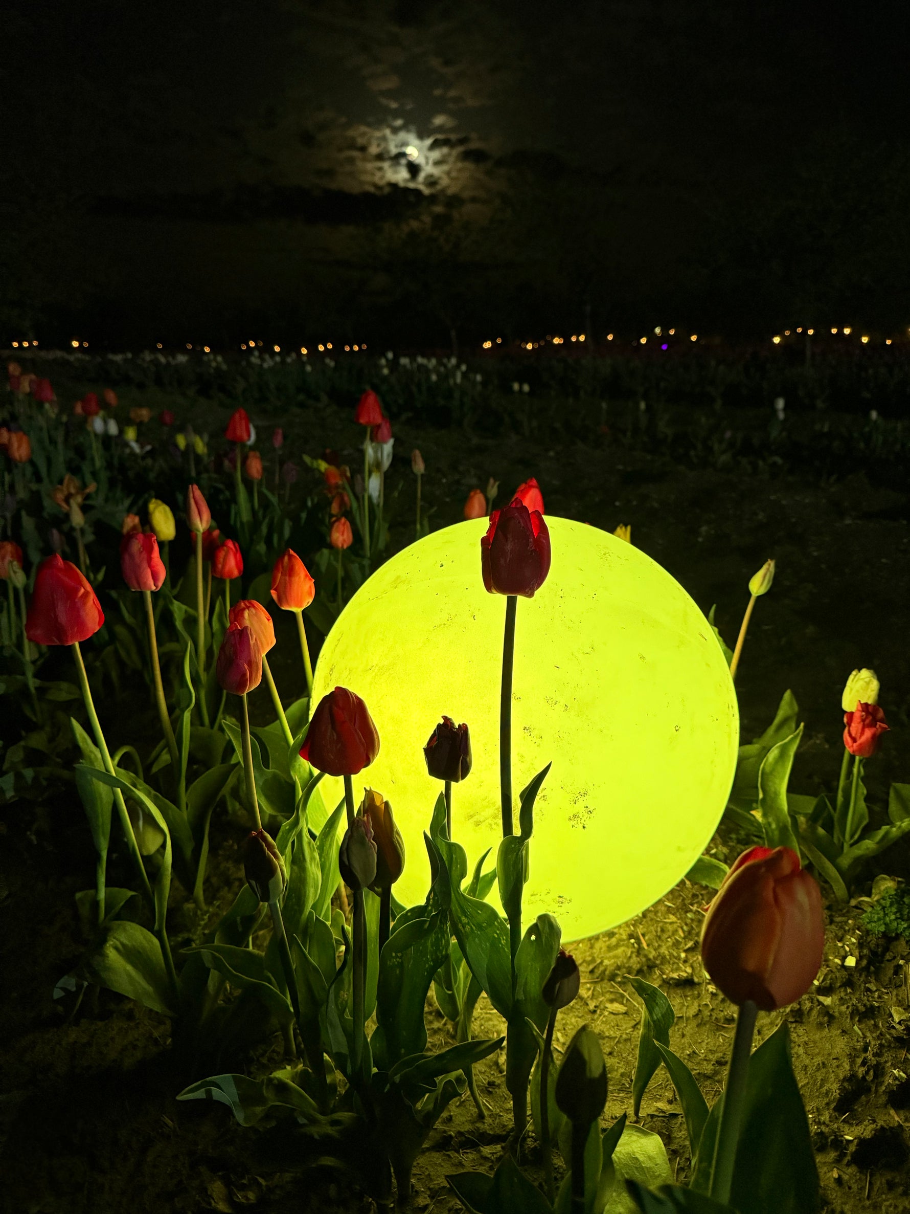 Night Bloom at Tulip Valley Farms