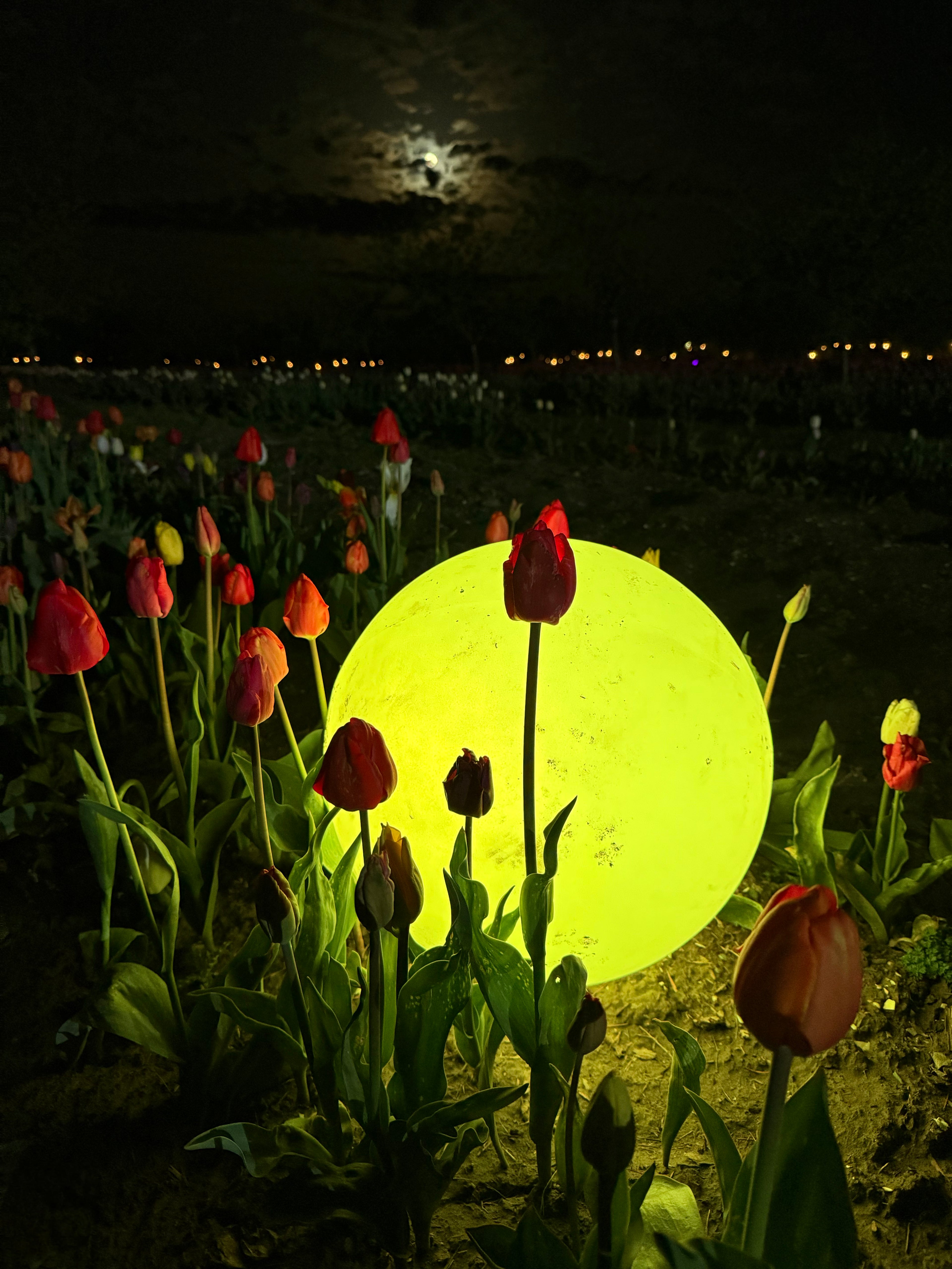 Night Bloom at Tulip Valley Farms