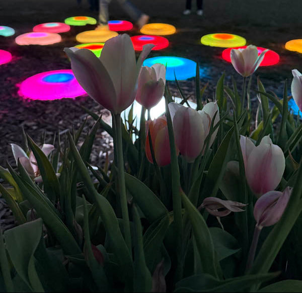 Night Bloom at Tulip Valley Farms