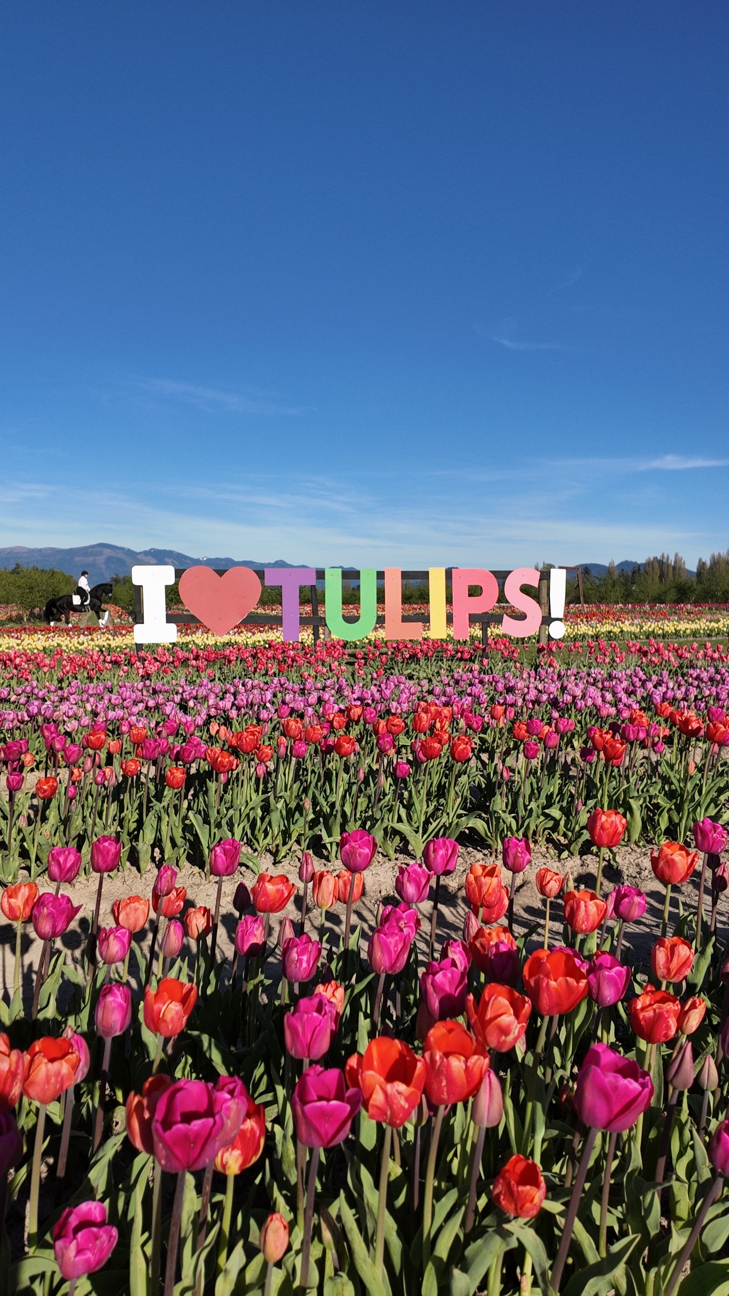 Tulip Valley Farms with 'I ❤️ Tulips!' sign against a blue sky.