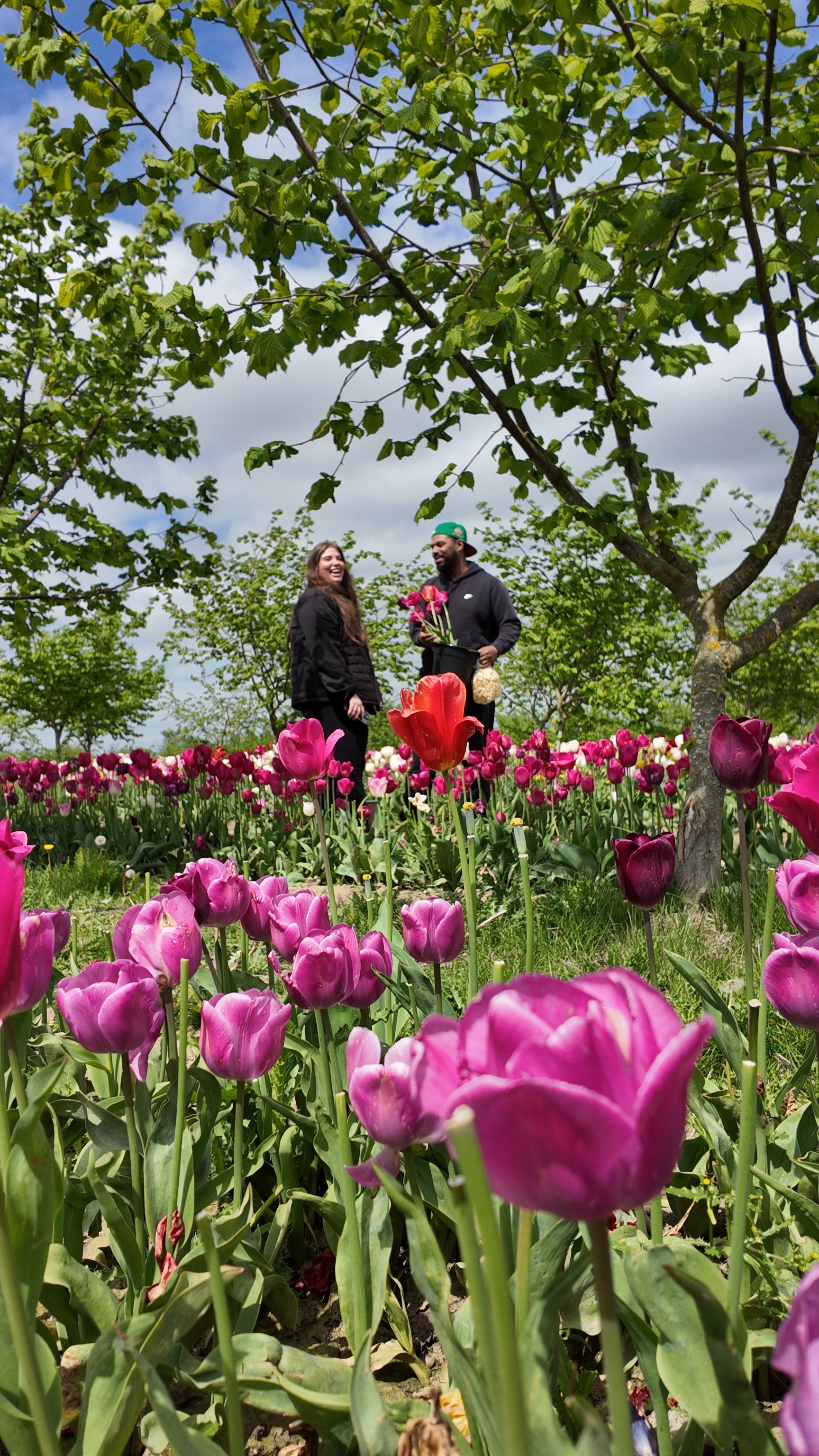 Two people standing among pink tulips at Tulip Valley Farms