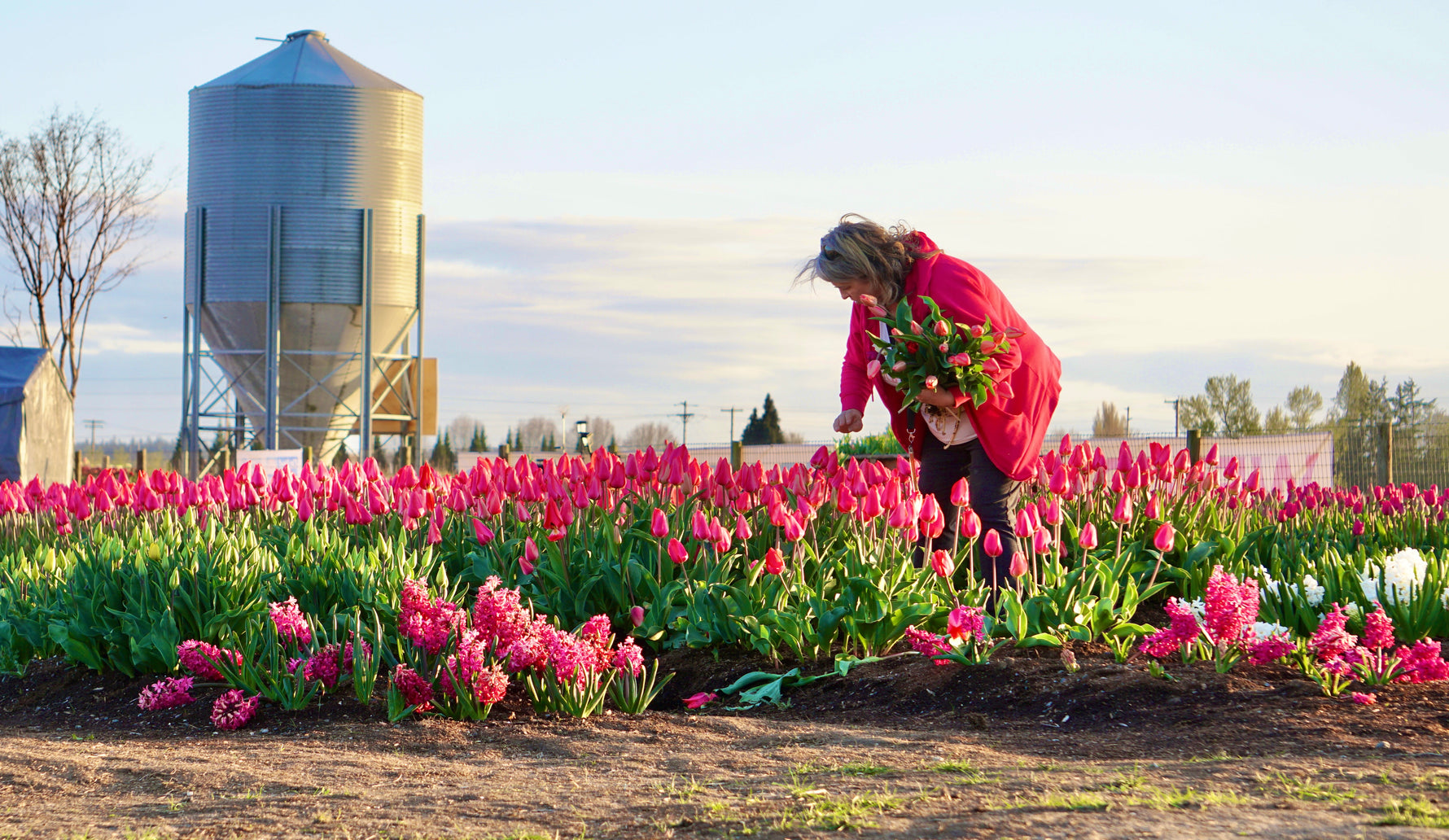 Tulip Valley Farms co-owner Holly picking her own tulip bouquet