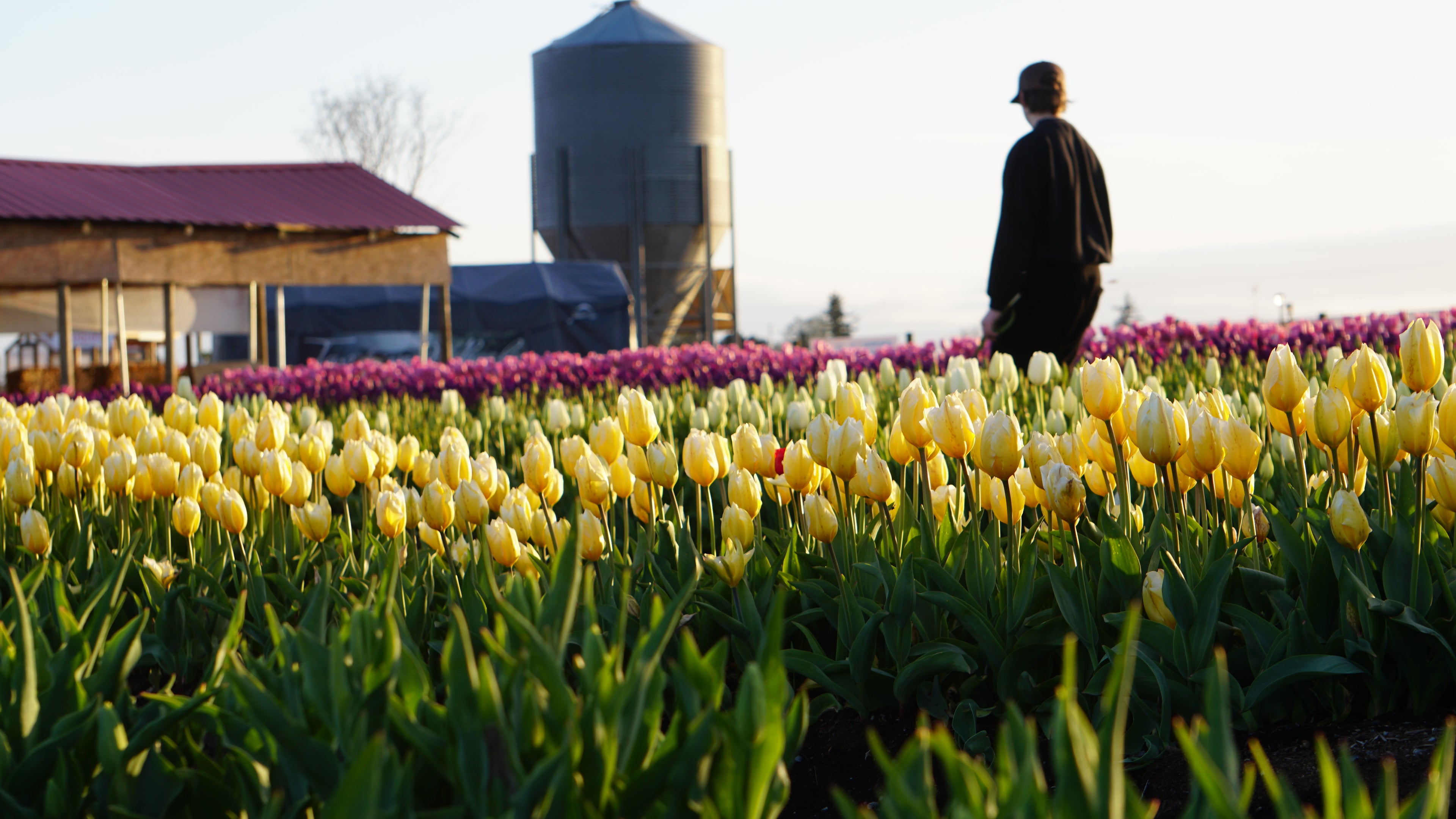Person standing in a field of yellow and purple tulips with a silo and pole building in the background at Tulip Valley Farms