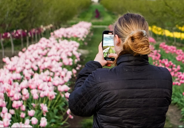 Person taking a photo of pink tulips with a smartphone at Tulip Valley Farms.