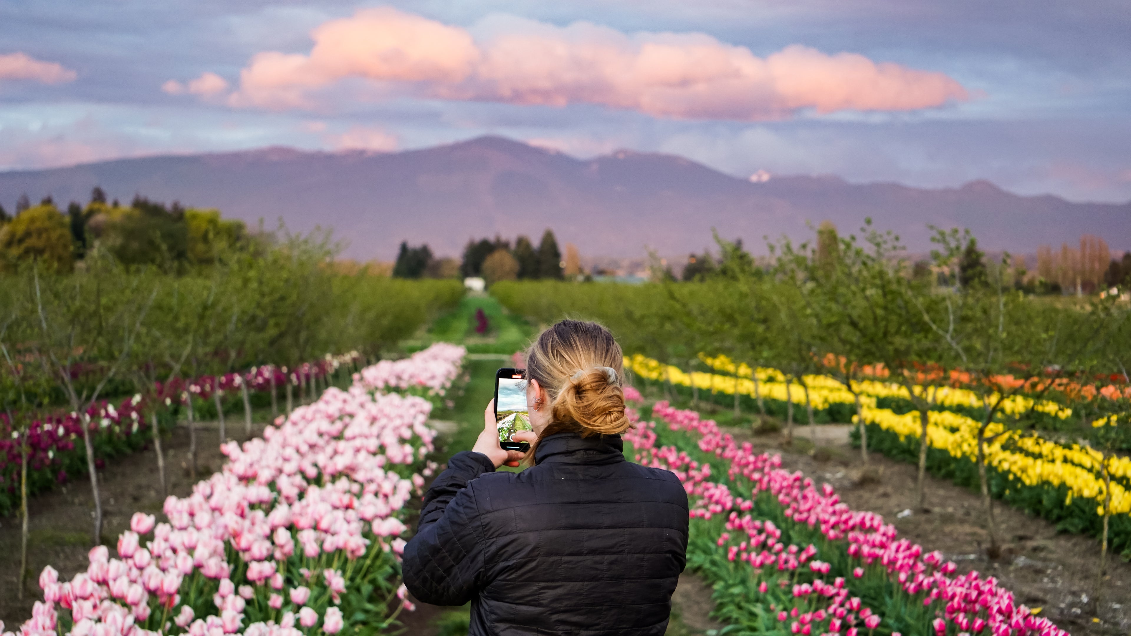 Tulip Valley Farms visitor taking photos during Tulip Festival