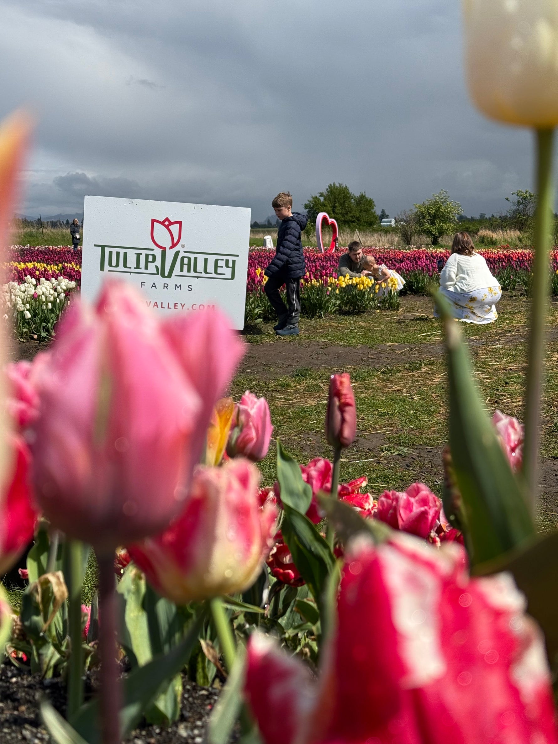 Tulip Valley sign and visitors with pink tulips at Tulip Valley Farms