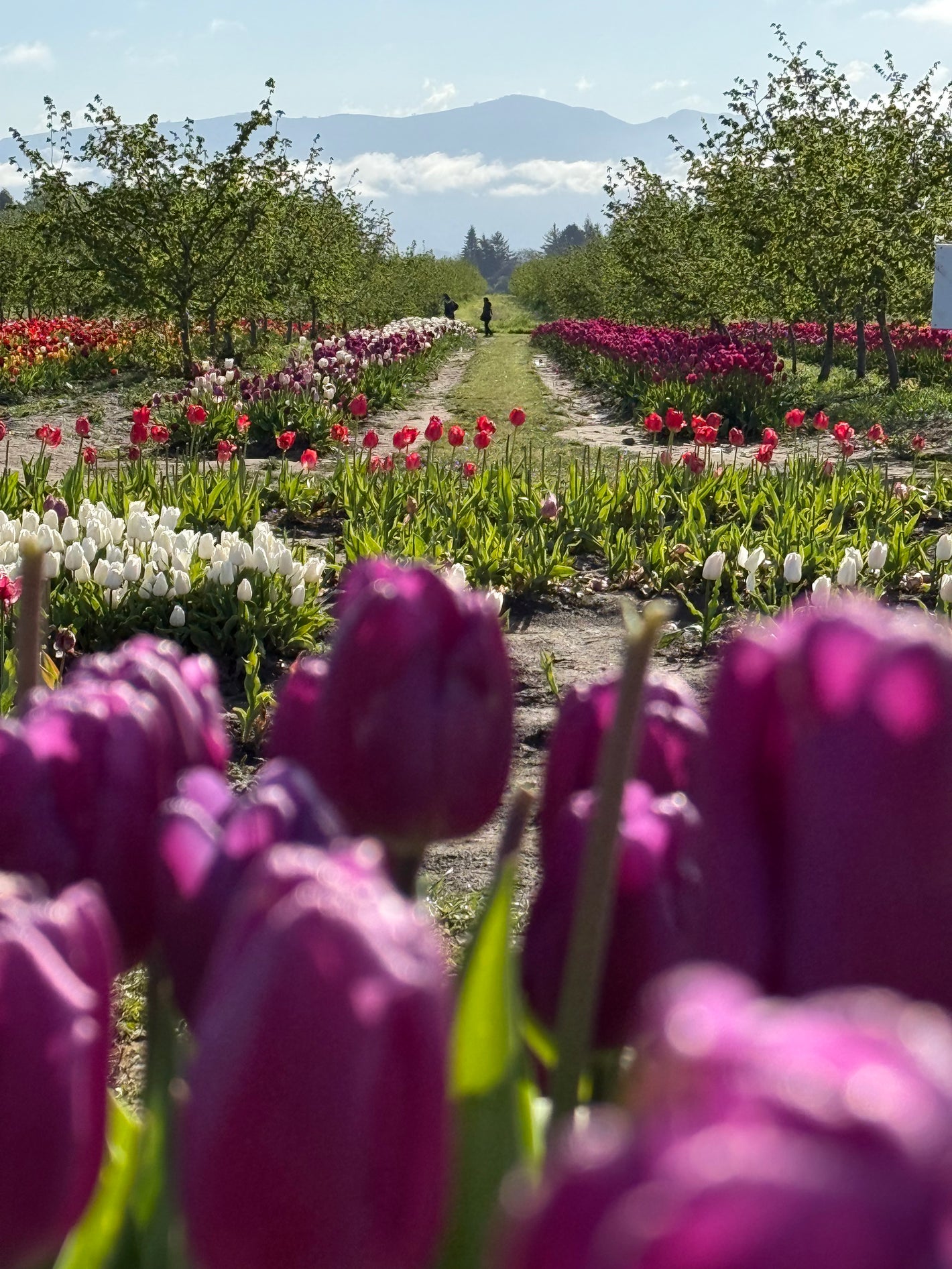 Purple tulips in the foreground with a Tulip Valley Farms garden in the background