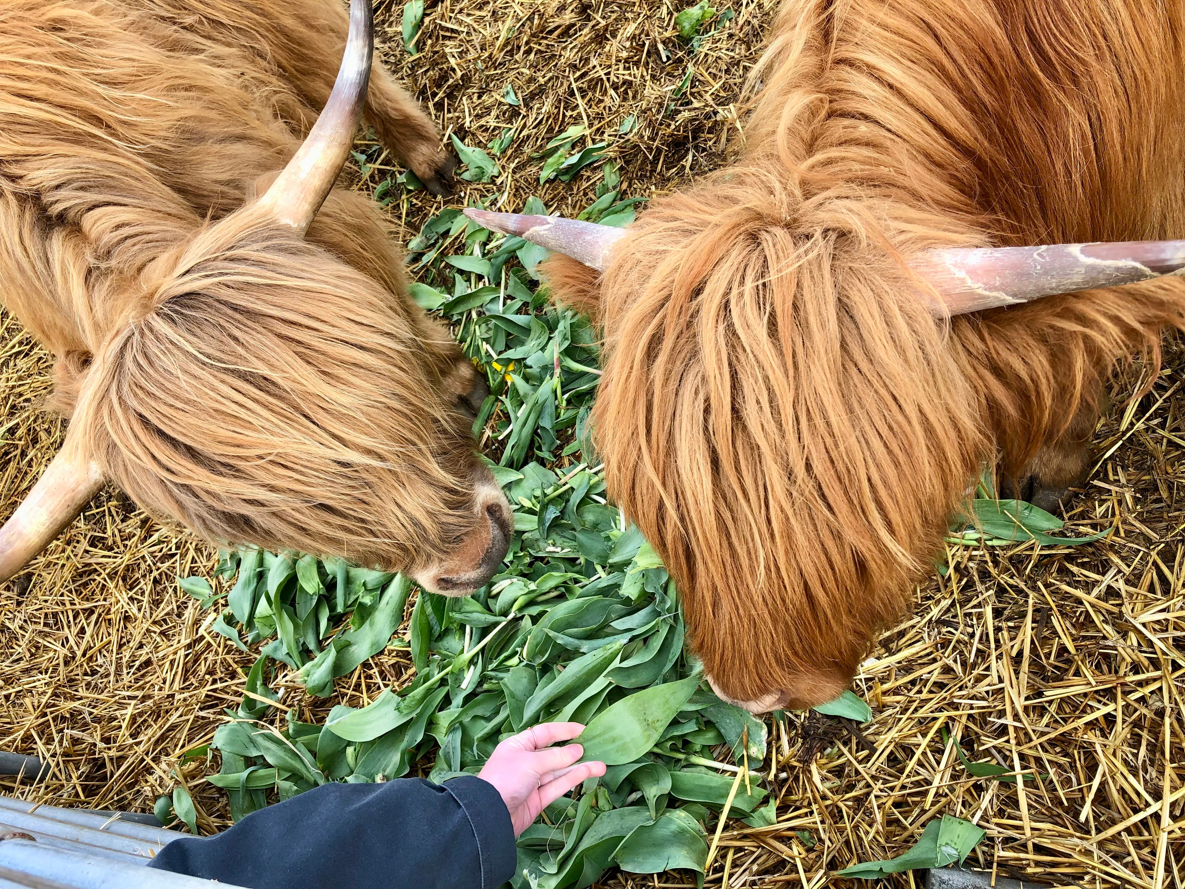 Mini Highland Cows eating tulip leaves at Tulip Valley Farms