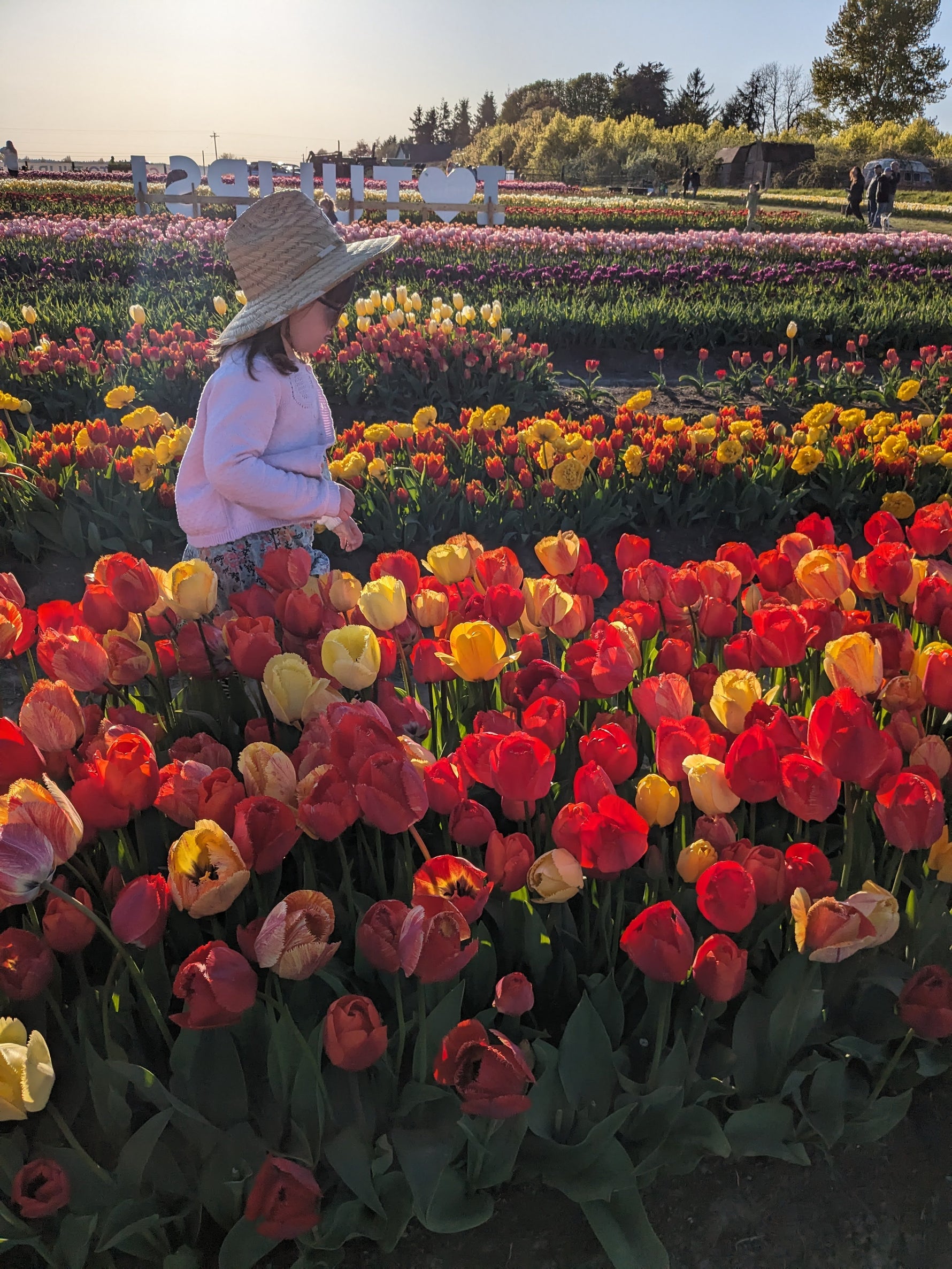 Children picking tulip at Tulip Valley Farms during Tulip Festival