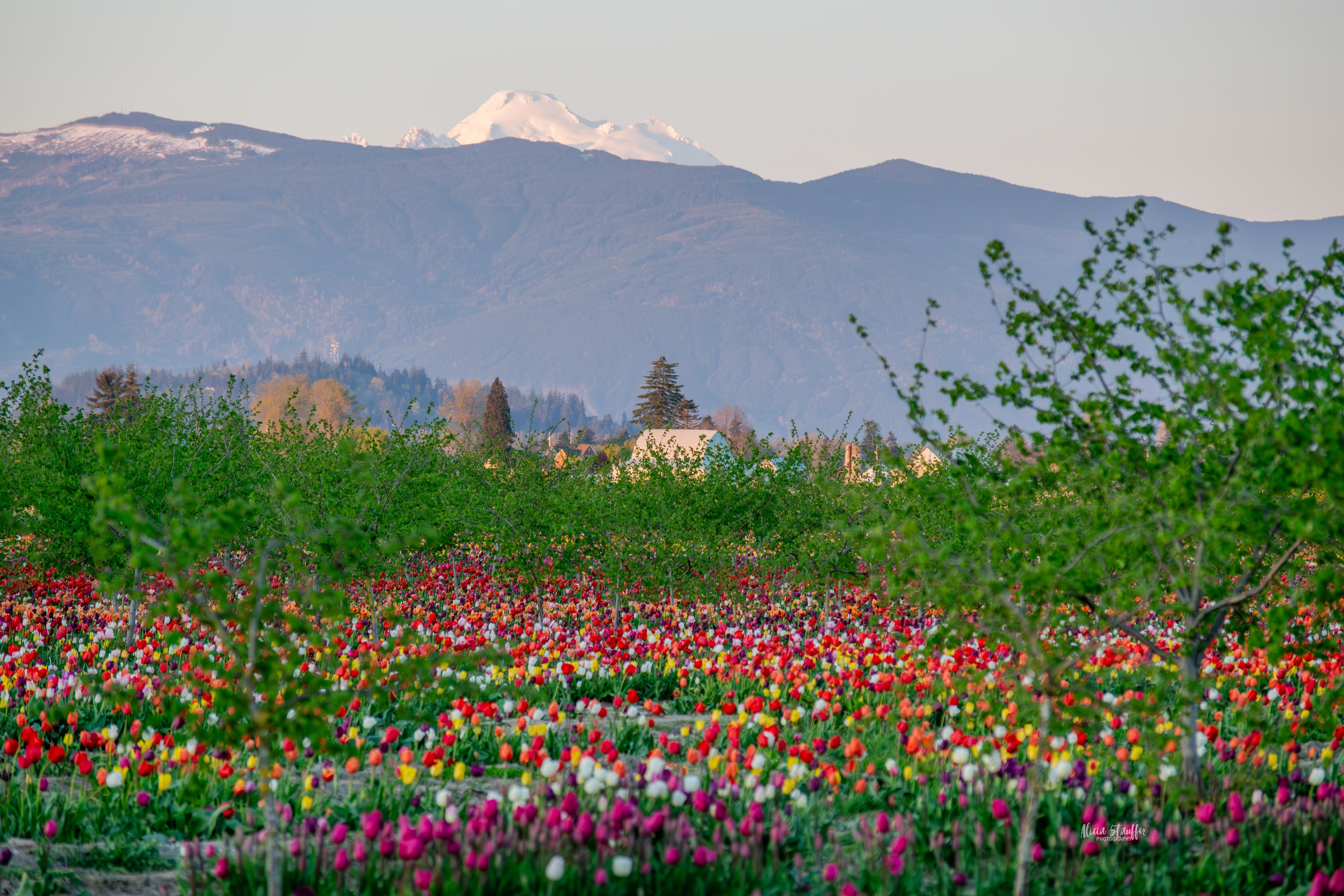 Colorful field of tulips with snow covered mountains in the background at Tulip Valley Farms