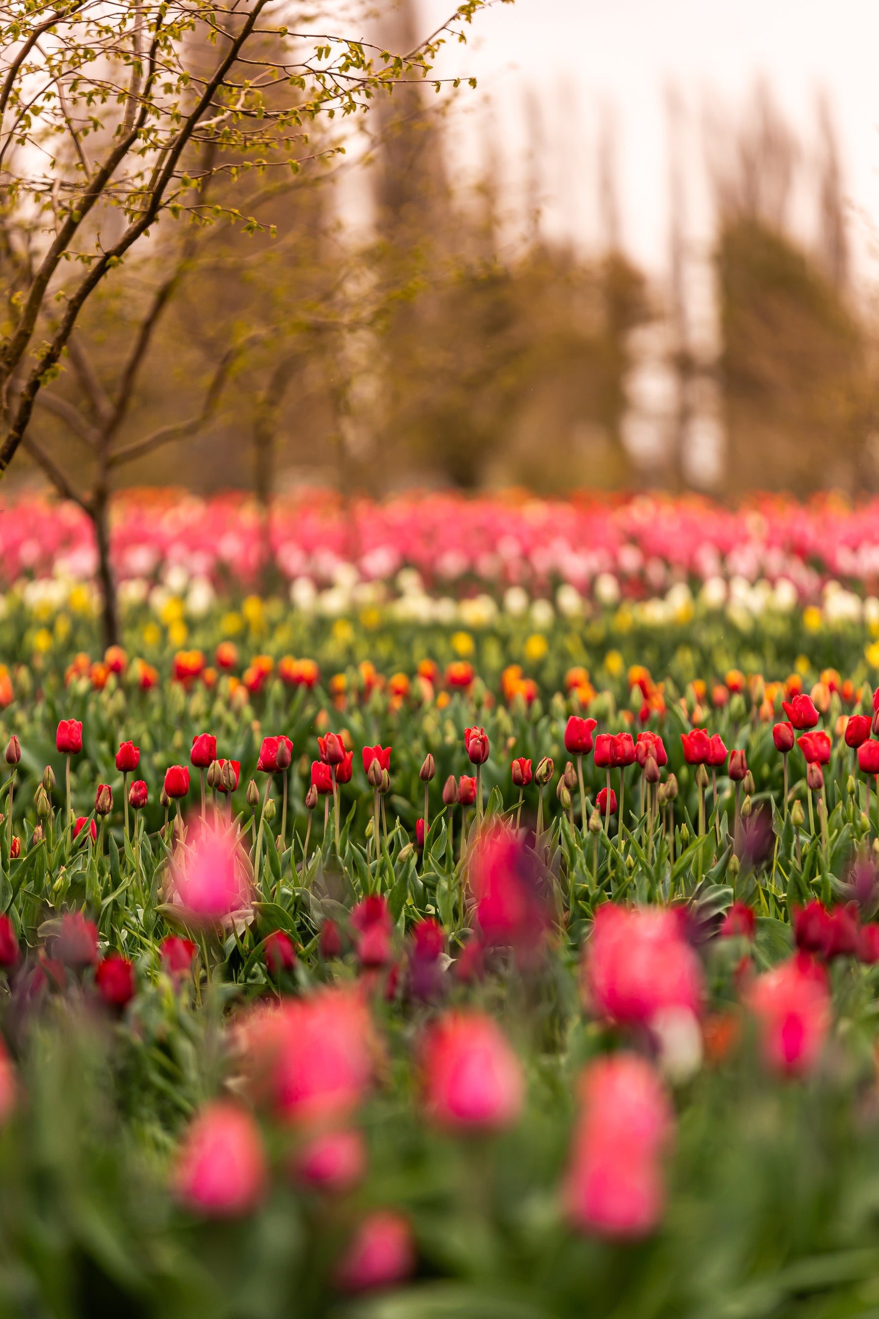 Field of blooming tulips at Tulip Valley Farms during Tulip Festival