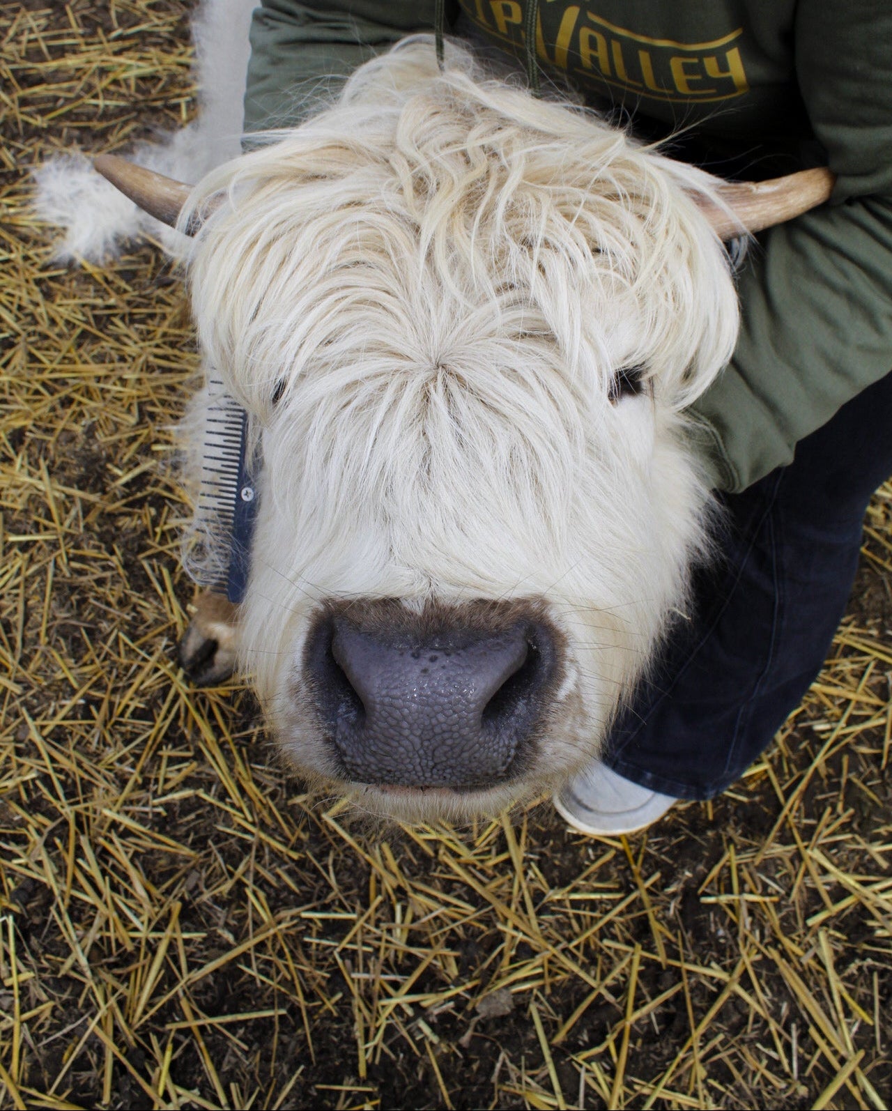 Cute highland cow with long hair Tulip Valley Farms