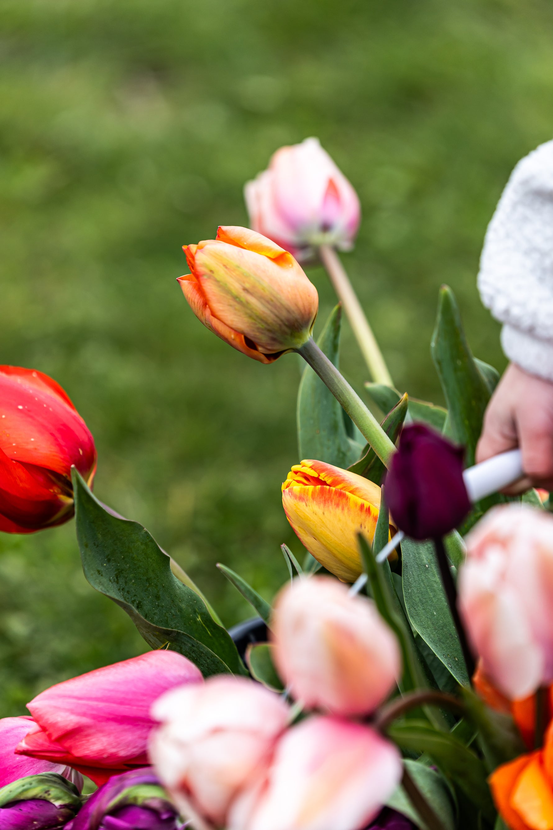 Bouquet of colorful tulips at Tulip Valley Farms