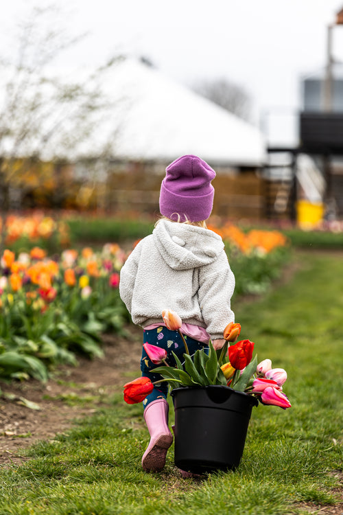 Children picking tulips at Tulip Valley Farms during Tulip Festival