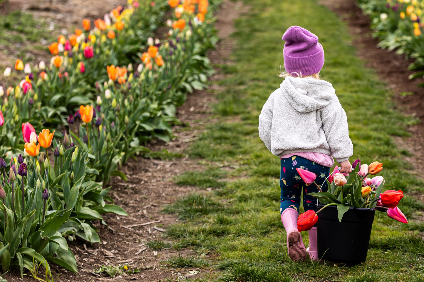 Young Child with U-Pick Tulips at Tulip Valley Farms