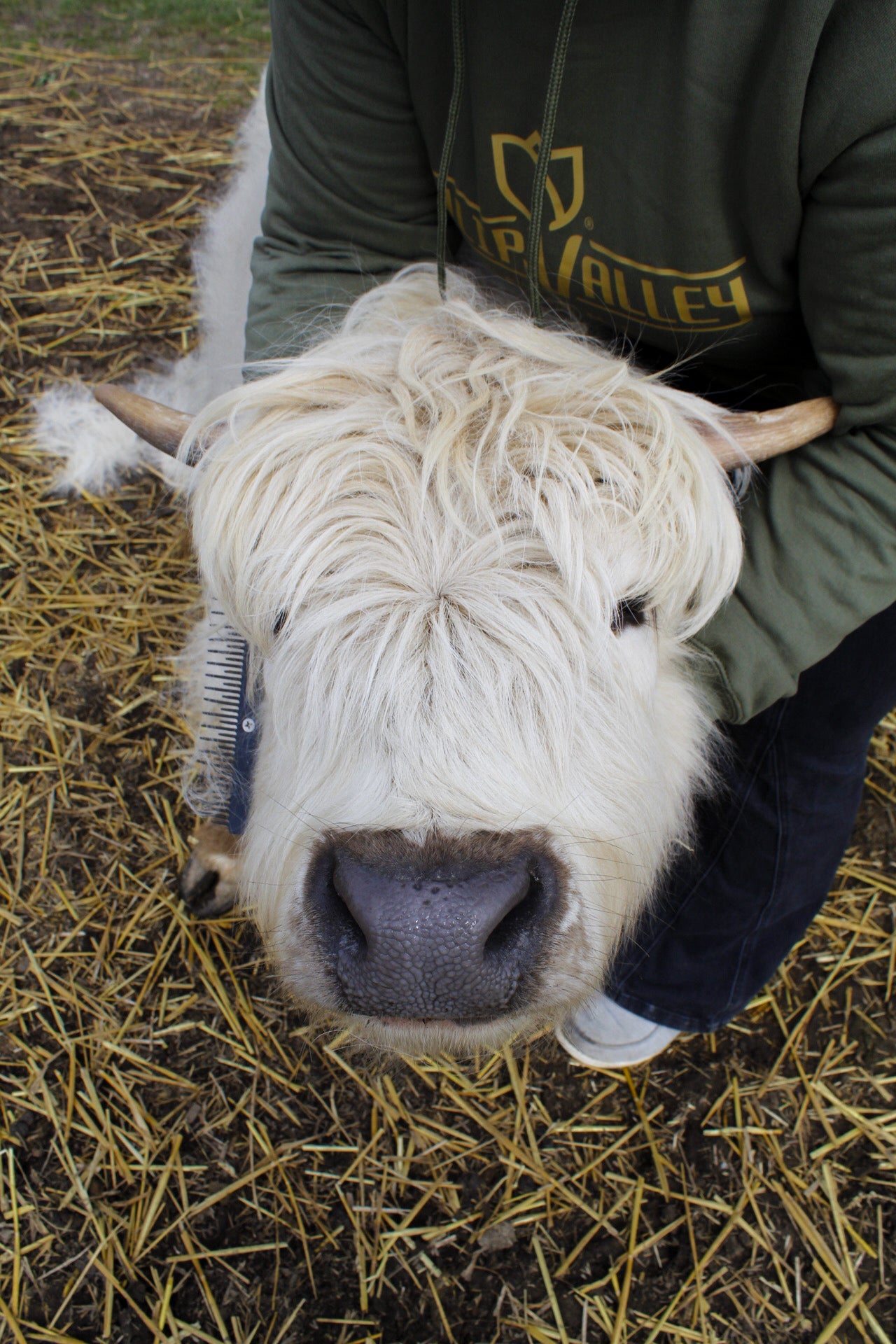 Person brushing the mini highland cows at Tulip Valley Farms