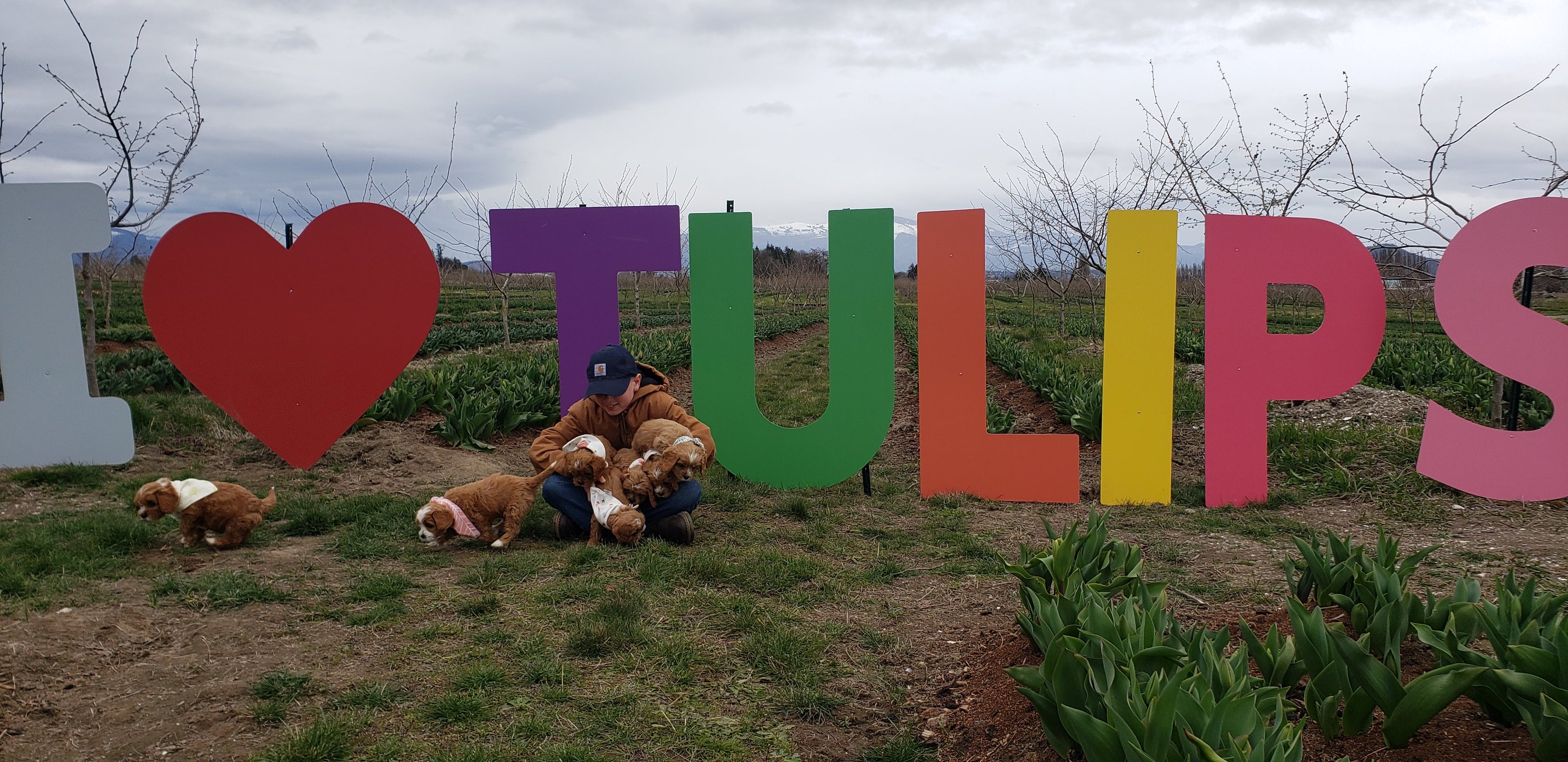 Colorful 'I ❤️ Tulips' sign with people and dogs in a tulip field.