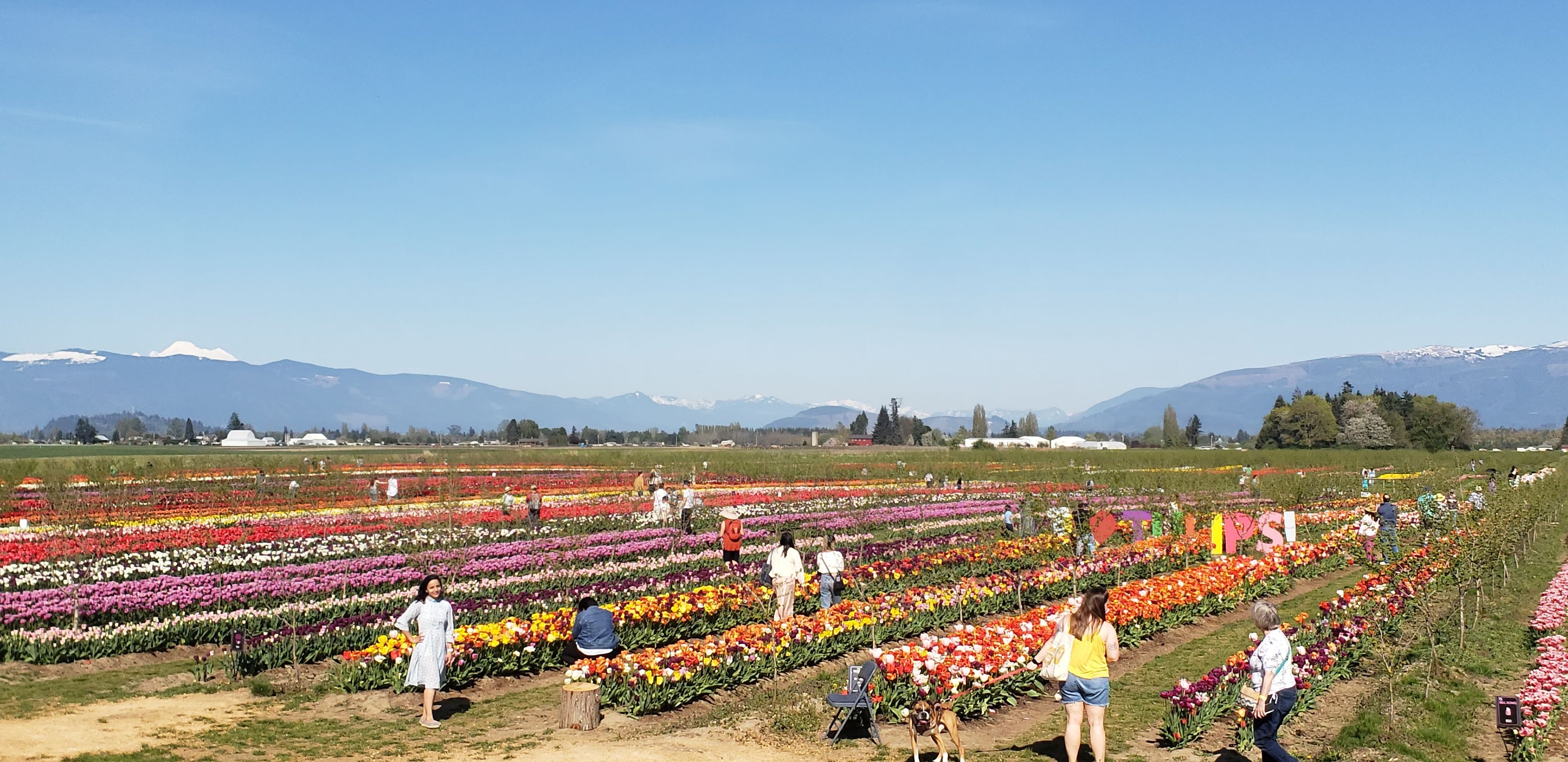 People and dogs walking through the tulip fields at Tulip Valley Farms during the Tulip Festival