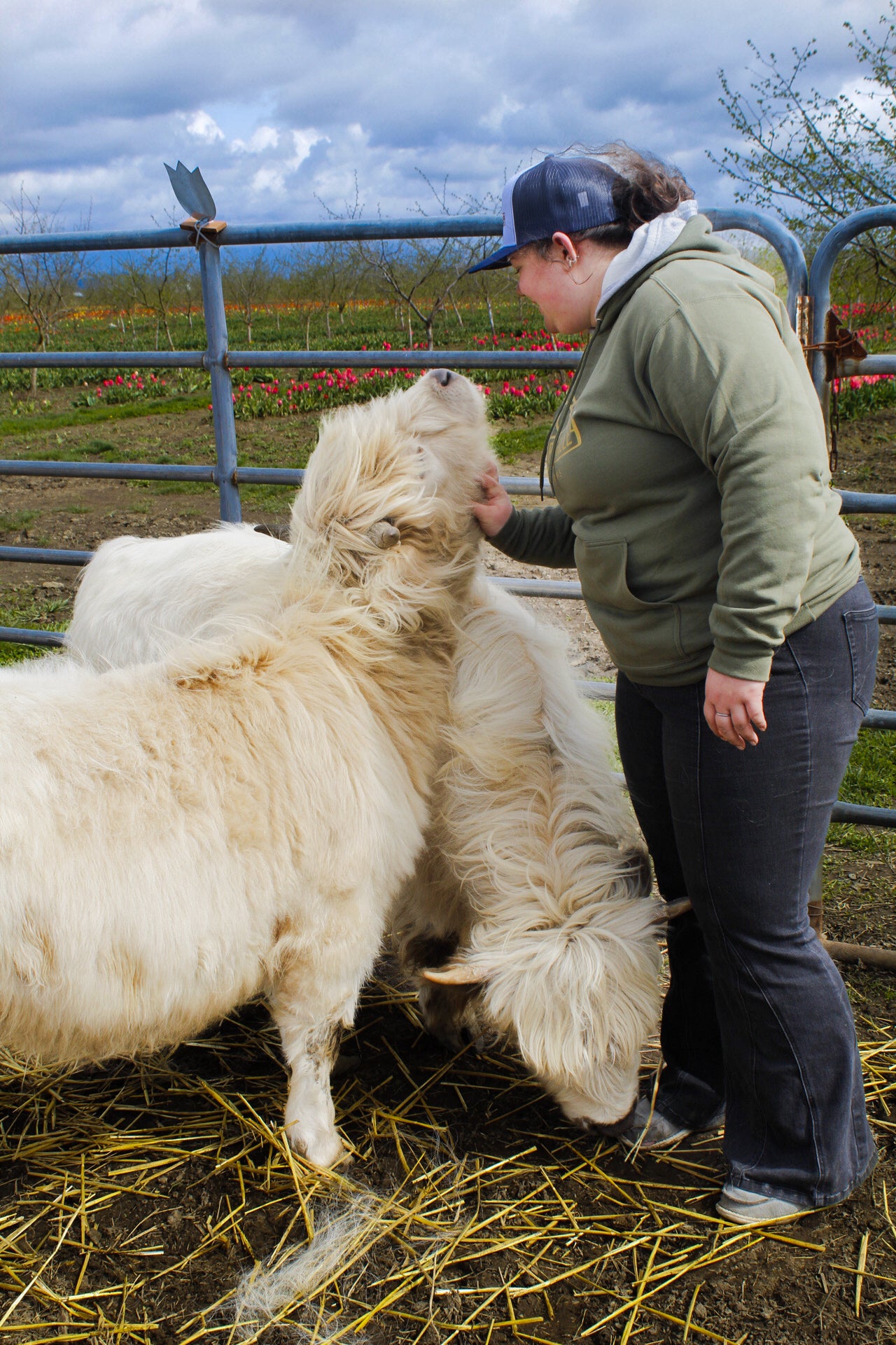 Micro Mini Highland Cows at Tulip Valley Farms