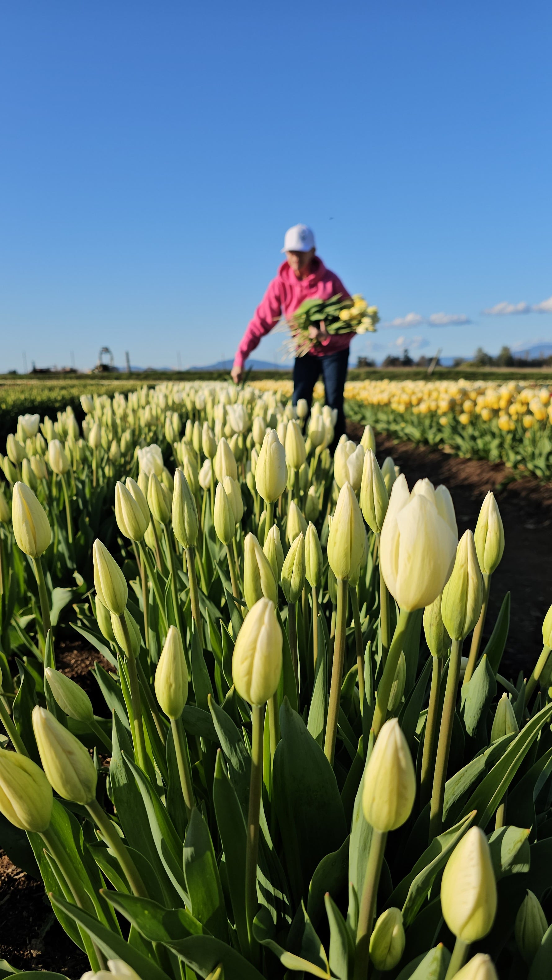 Tulip Valley Farms employee picking a bouquet of tulips from the field.