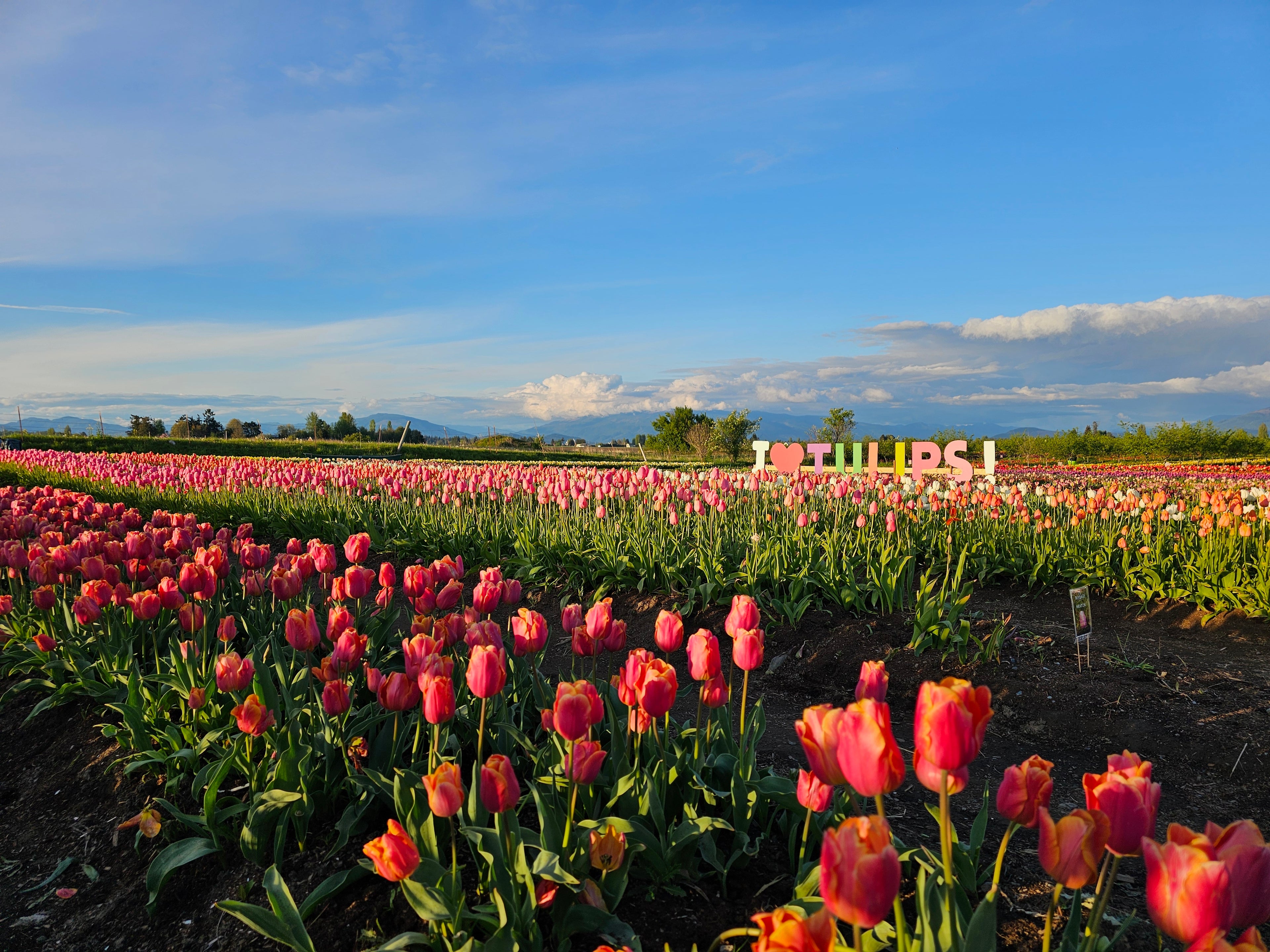 Tulip Valley Farms fields during Tulip Festival
