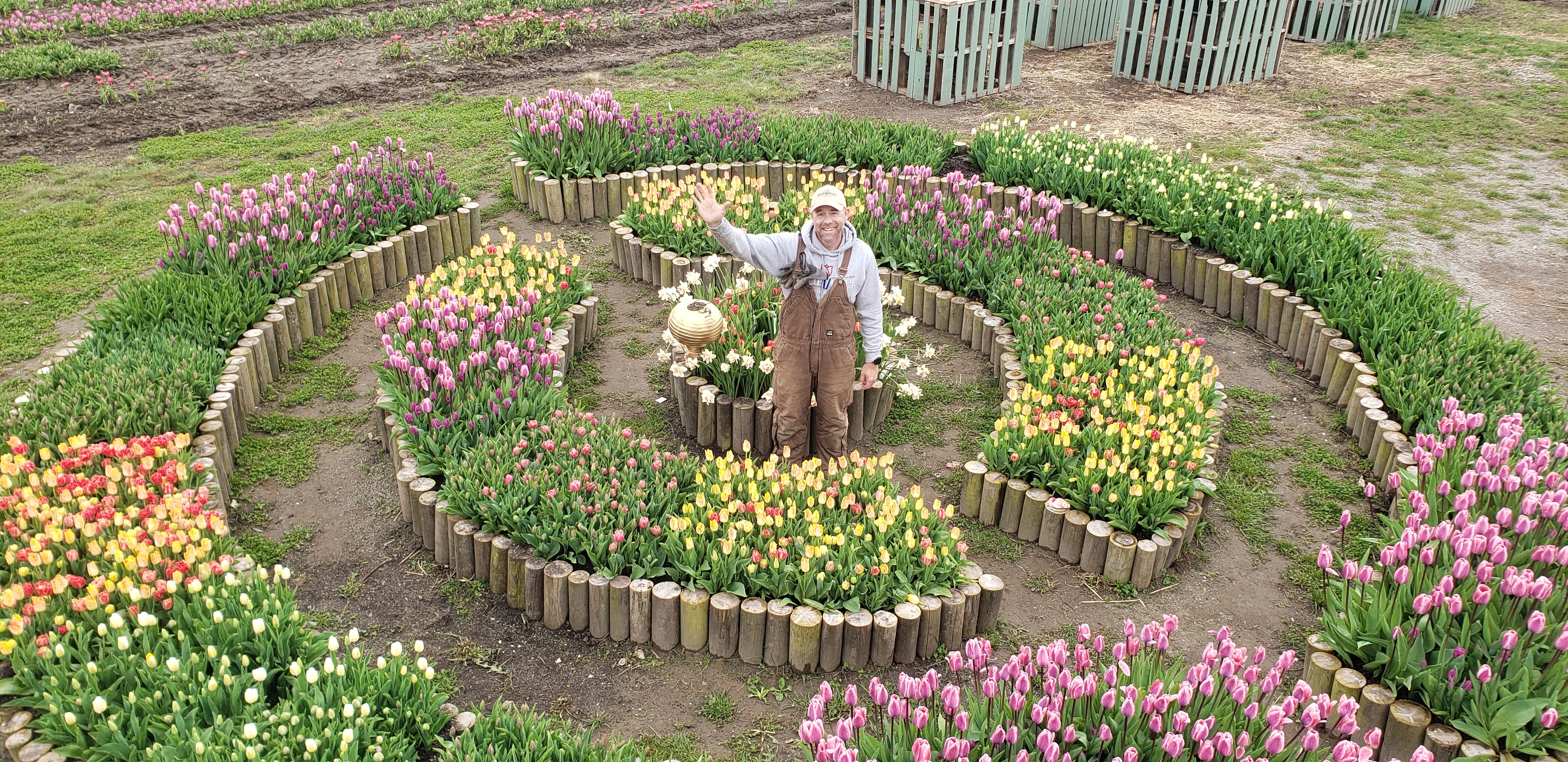 Tulip Valley Farms CEO Andrew Miller in a display garden during Tulip Festival