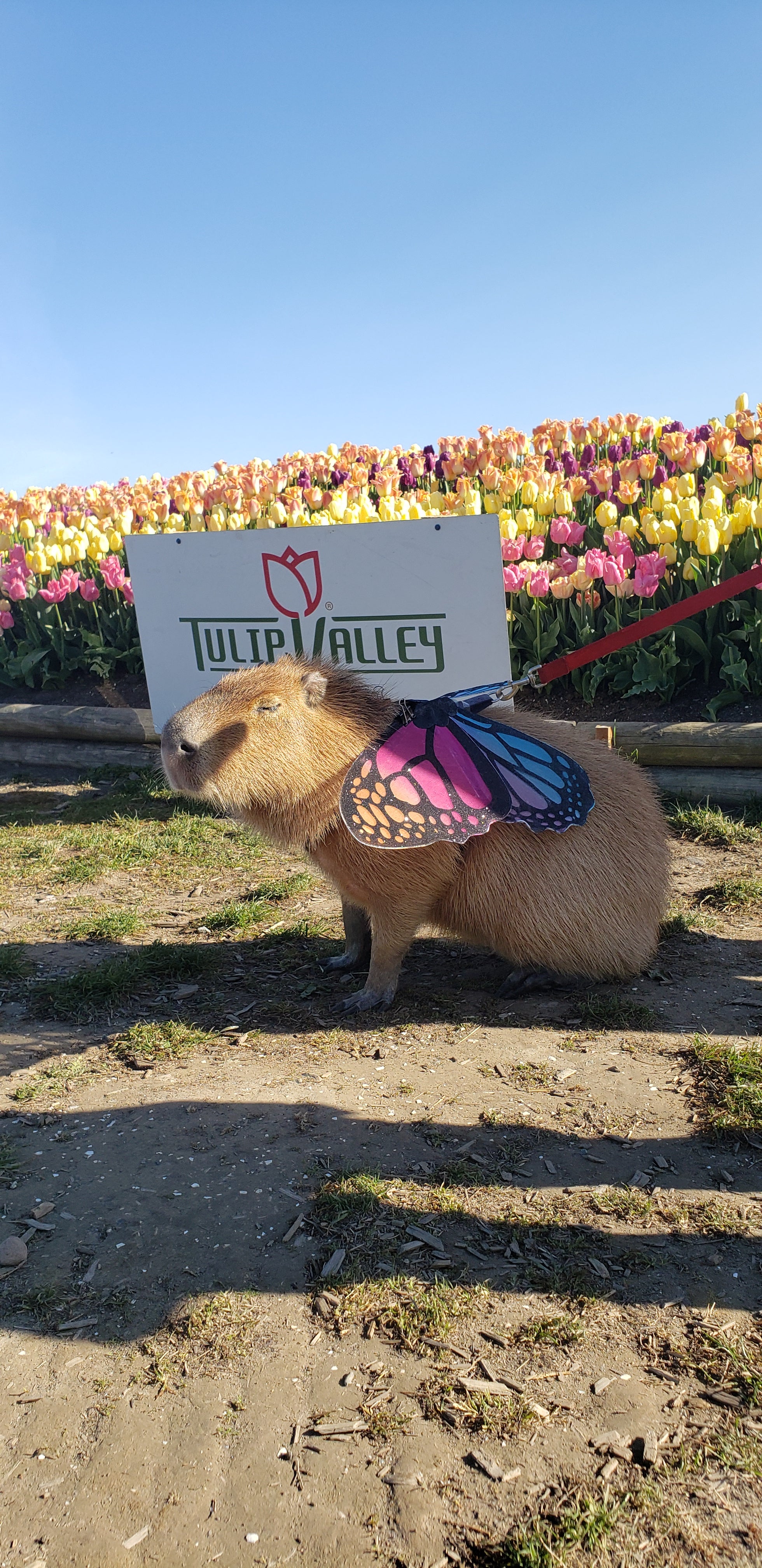 Cute capybara at Tulip Valley Farms