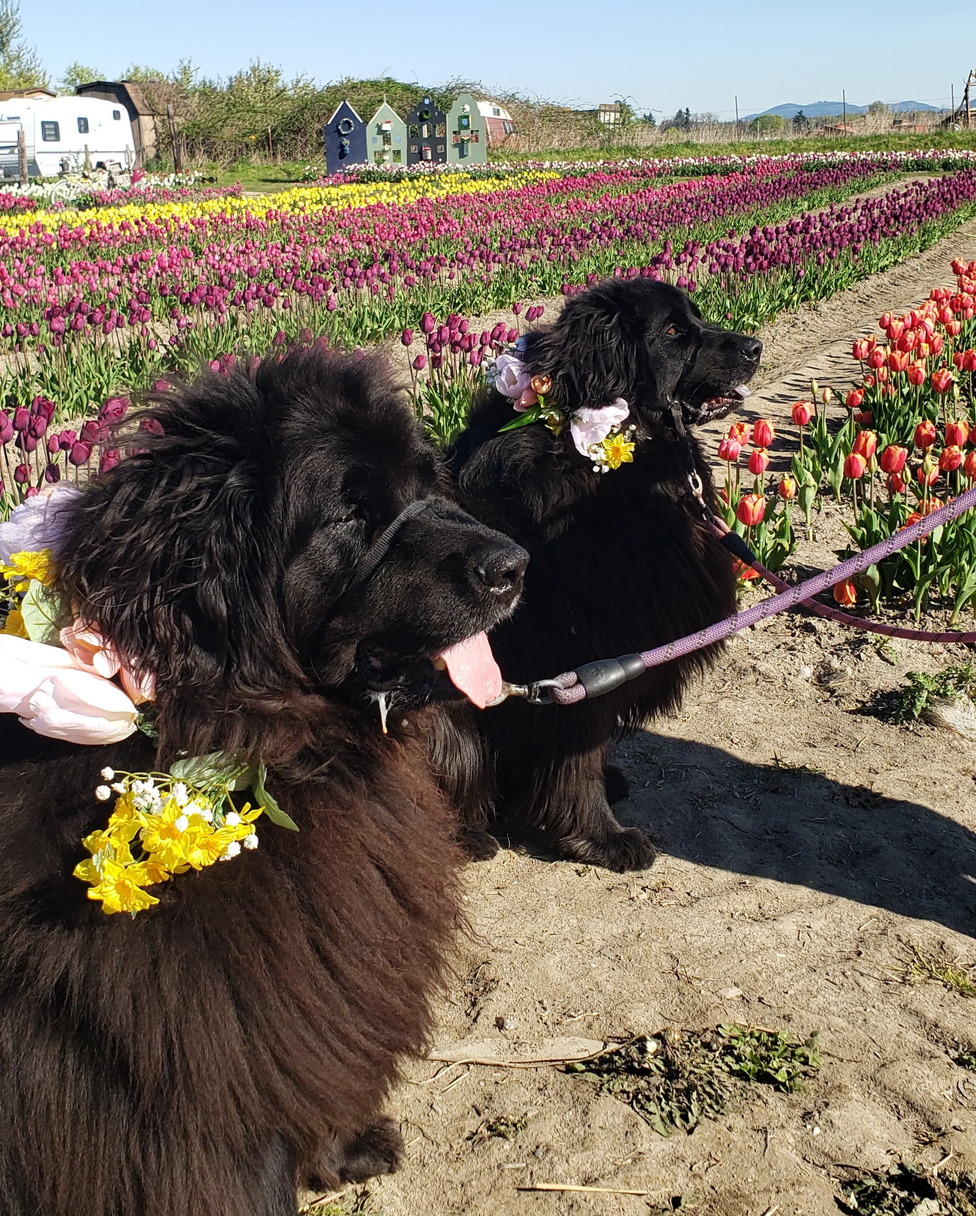 Two large black dogs on a leash with floral collars in a tulip field at Tulip Valley Farms