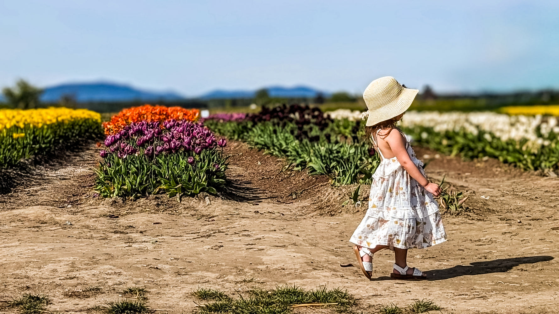 Young girl walking by the tulip rows at Tulip Valley Farms during Tulip Festival