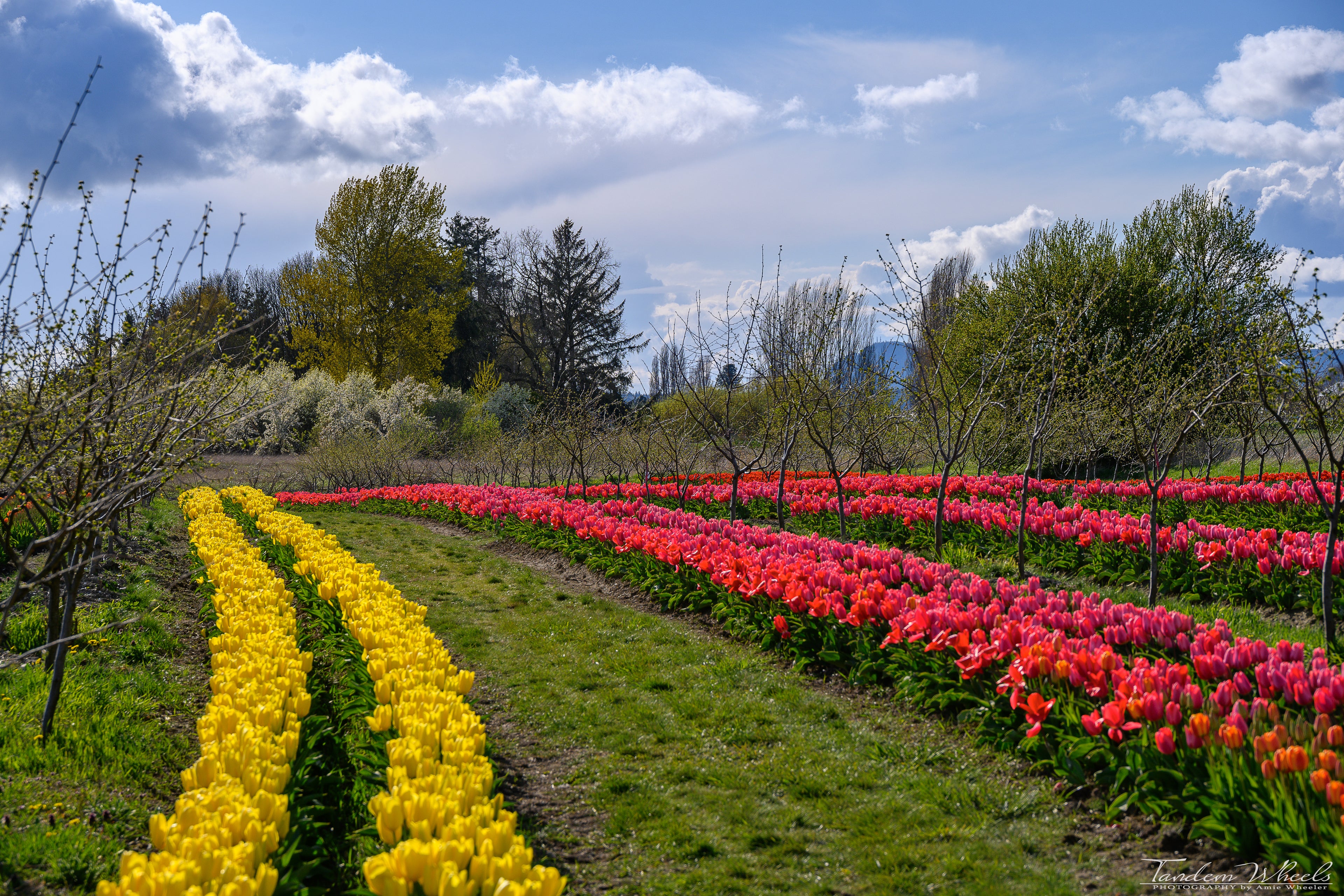 Tulip rows at Tulip Valley Farms during Tulip Festival