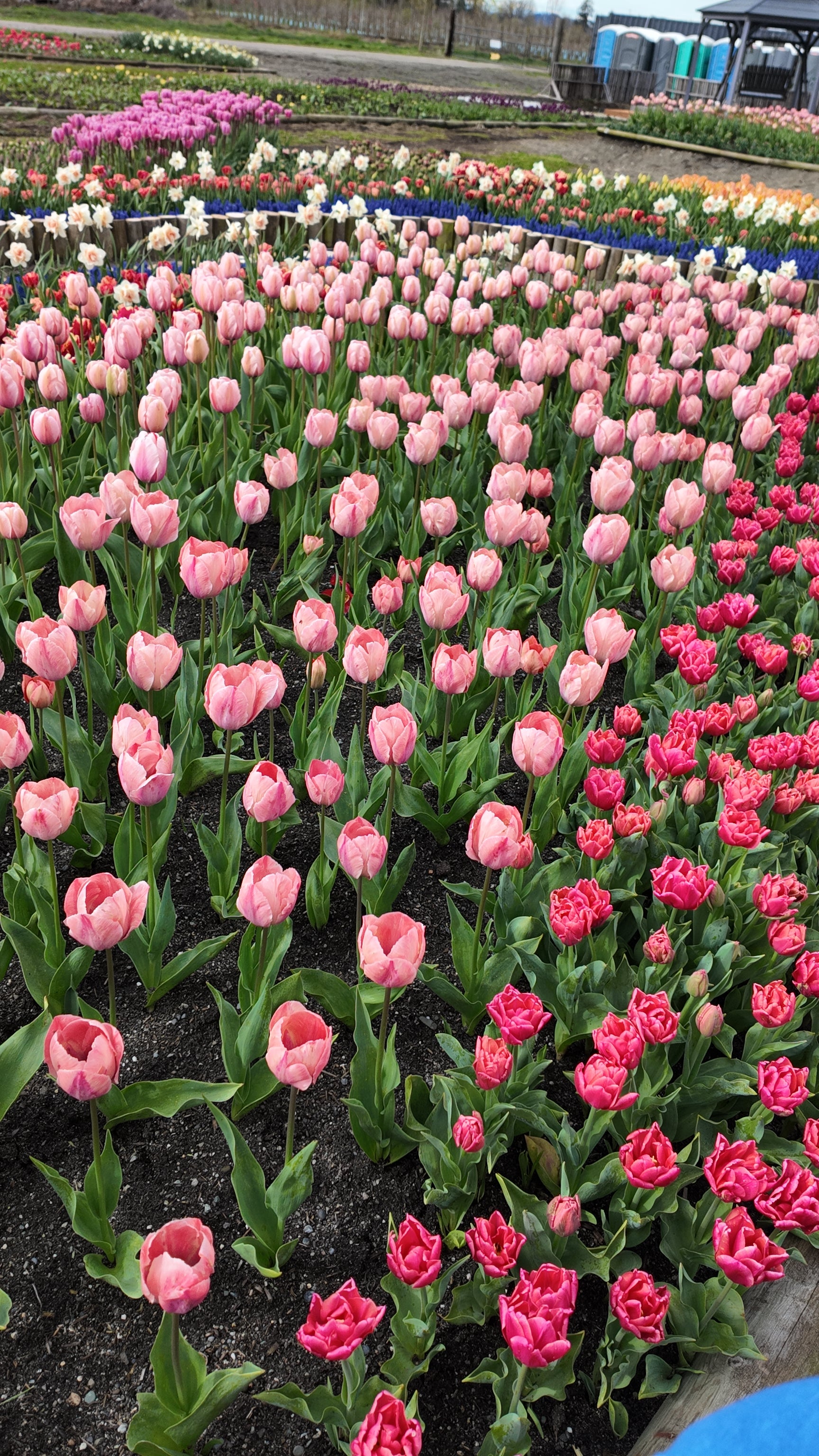 Field of pink and red tulips at Tulip Valley Farms