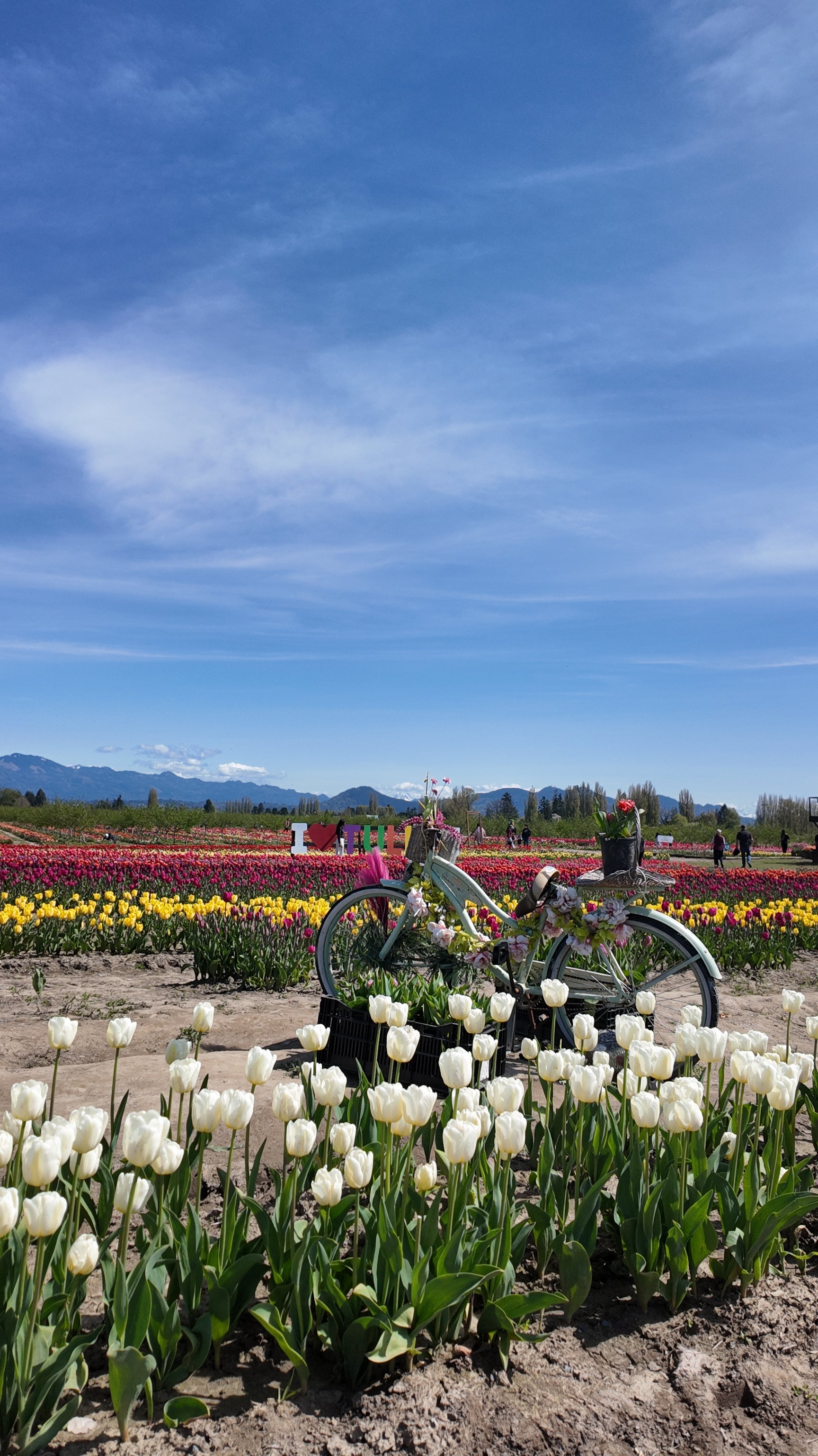 Tulip field view with bike at Tulip Valley Farms