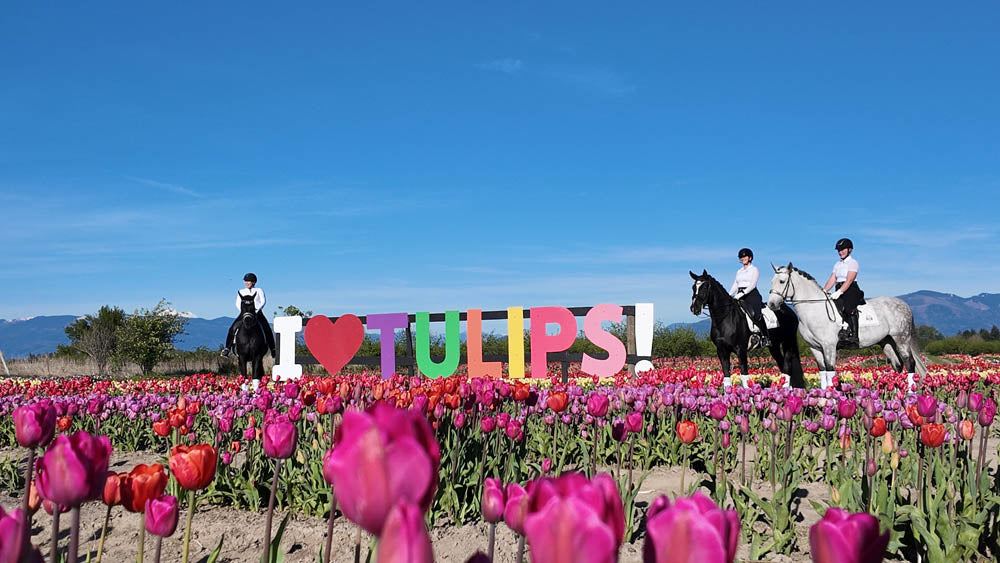 Horse riders visiting Tulip Valley Farms