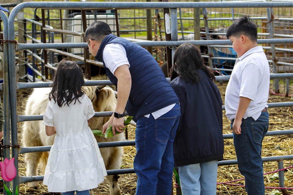 Family visiting the Micro Mini Highland Cows at Tulip Valley Farms